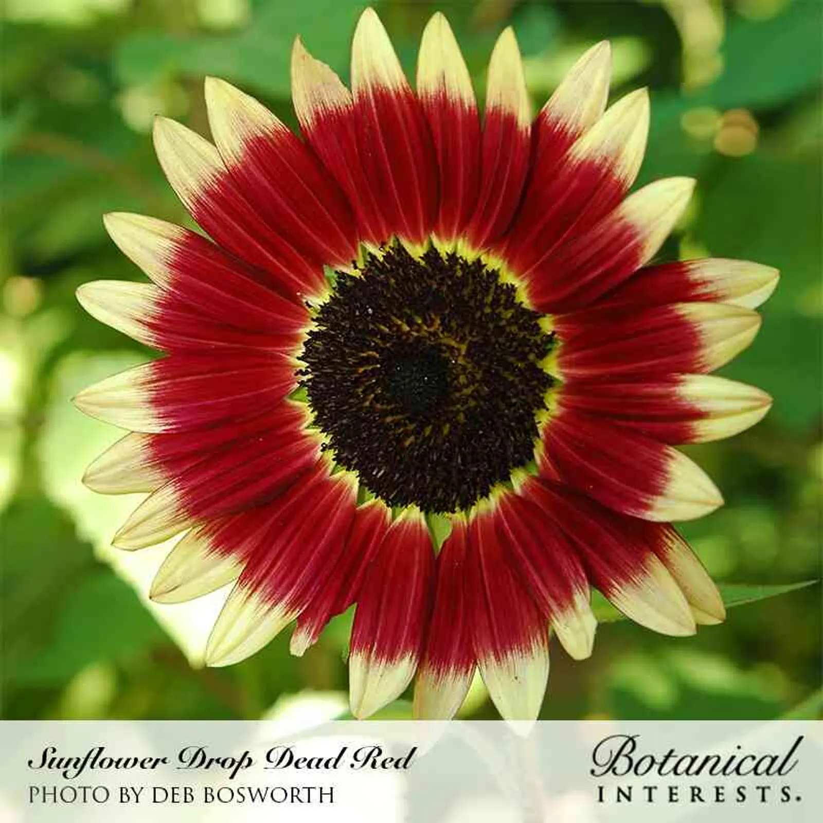 Drop Dead Red Sunflower
