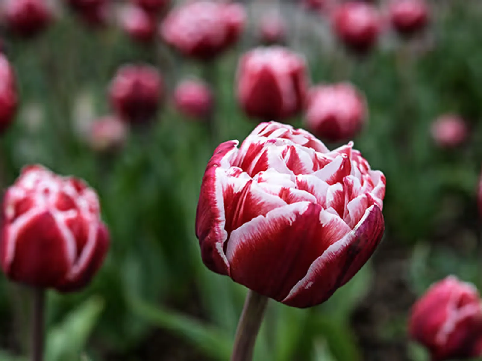 Drumline Tulips