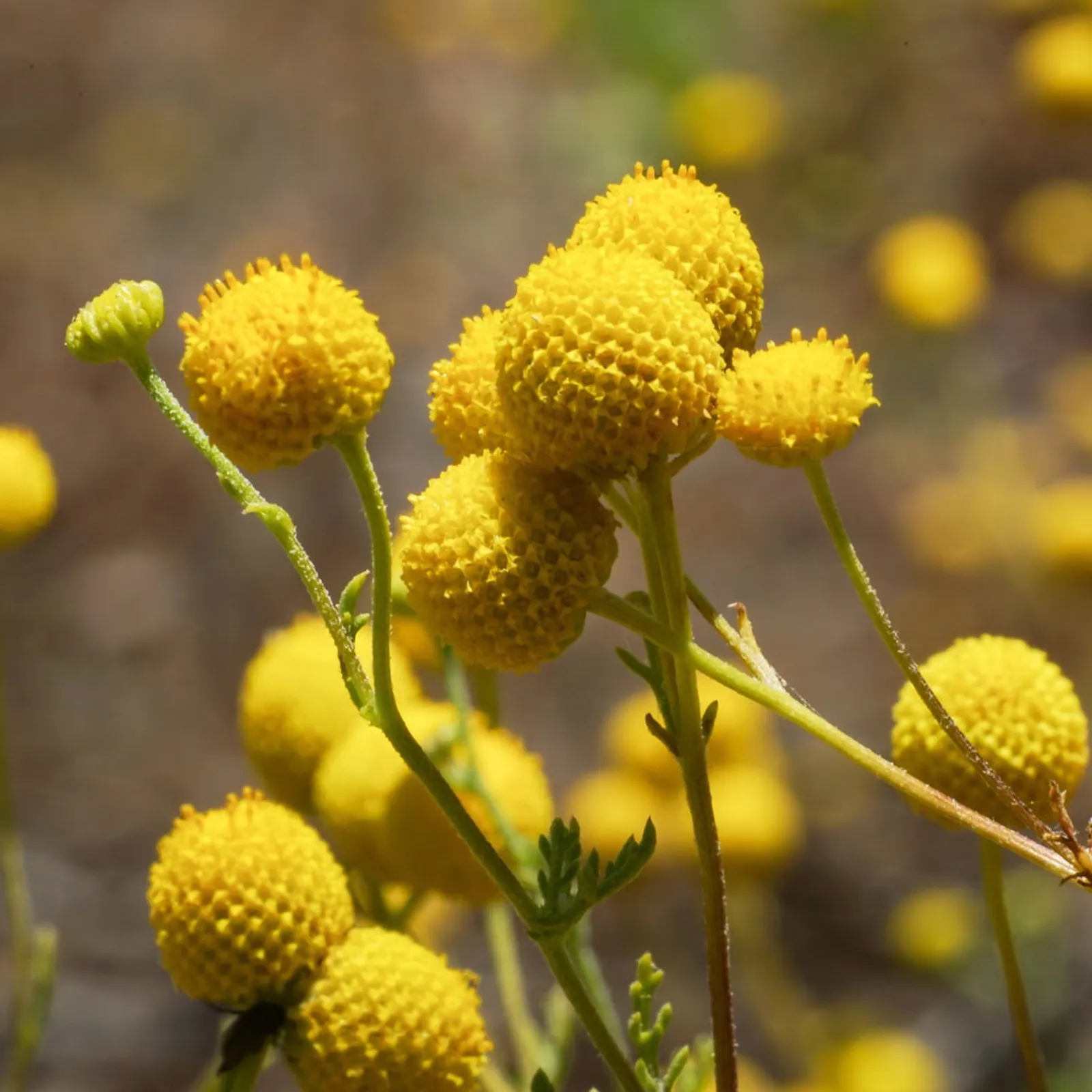 Drumstick Flower Craspedia