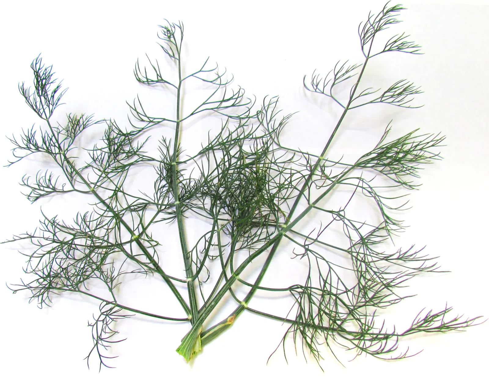 Dukat Dill