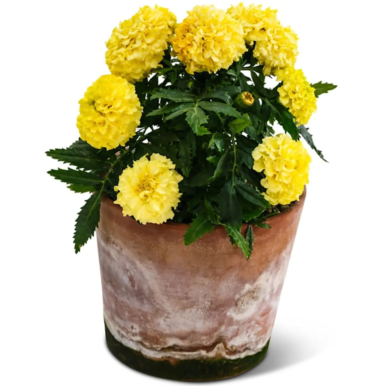Dune Yellow Marigold
