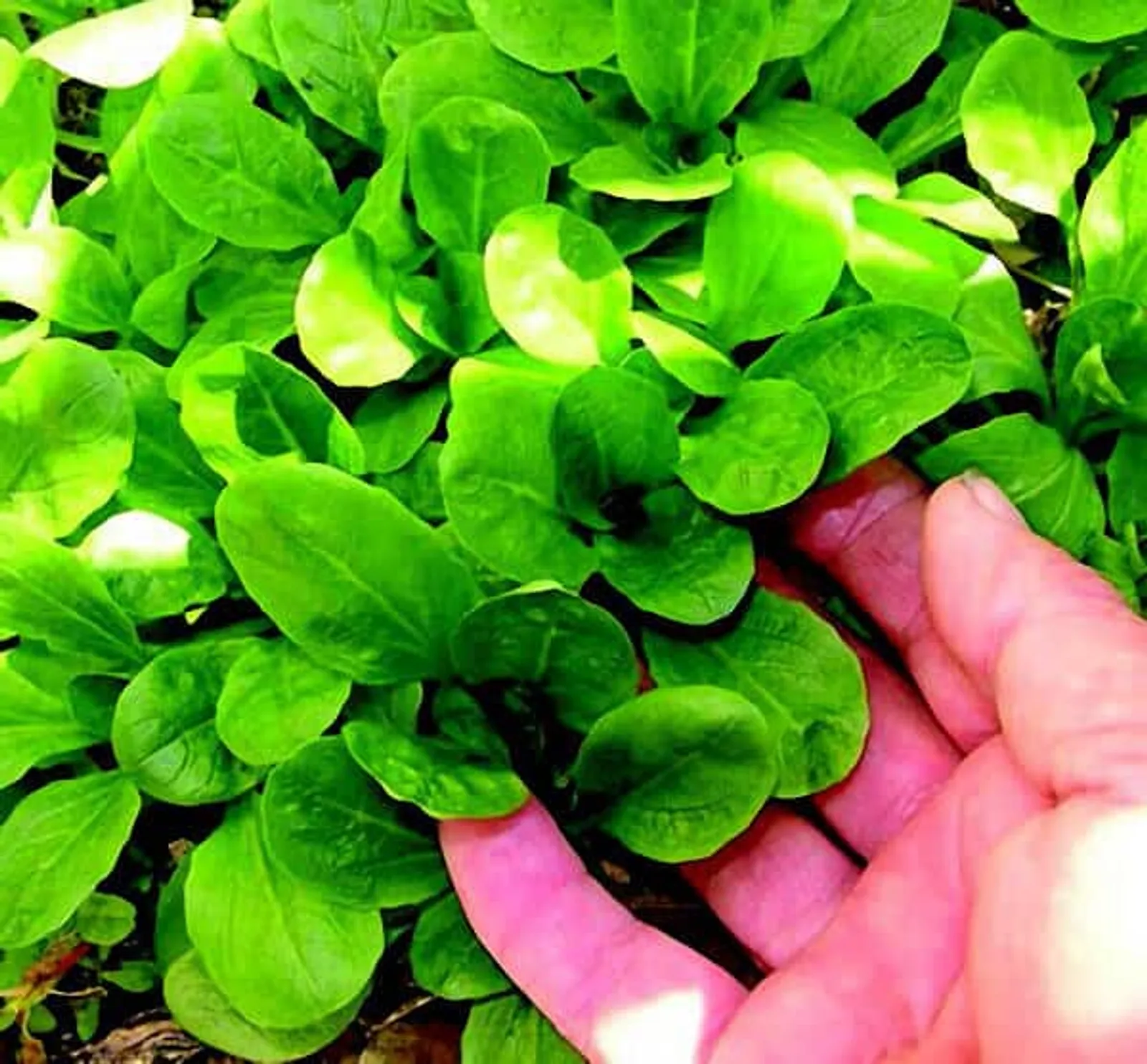 Dutch Vit Mâche Lettuce