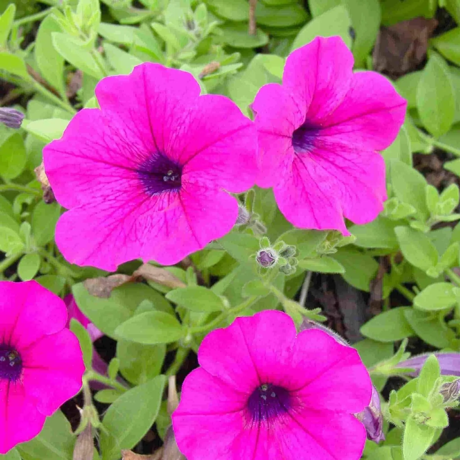 Dwarf Bedding Mixed Colors Petunia