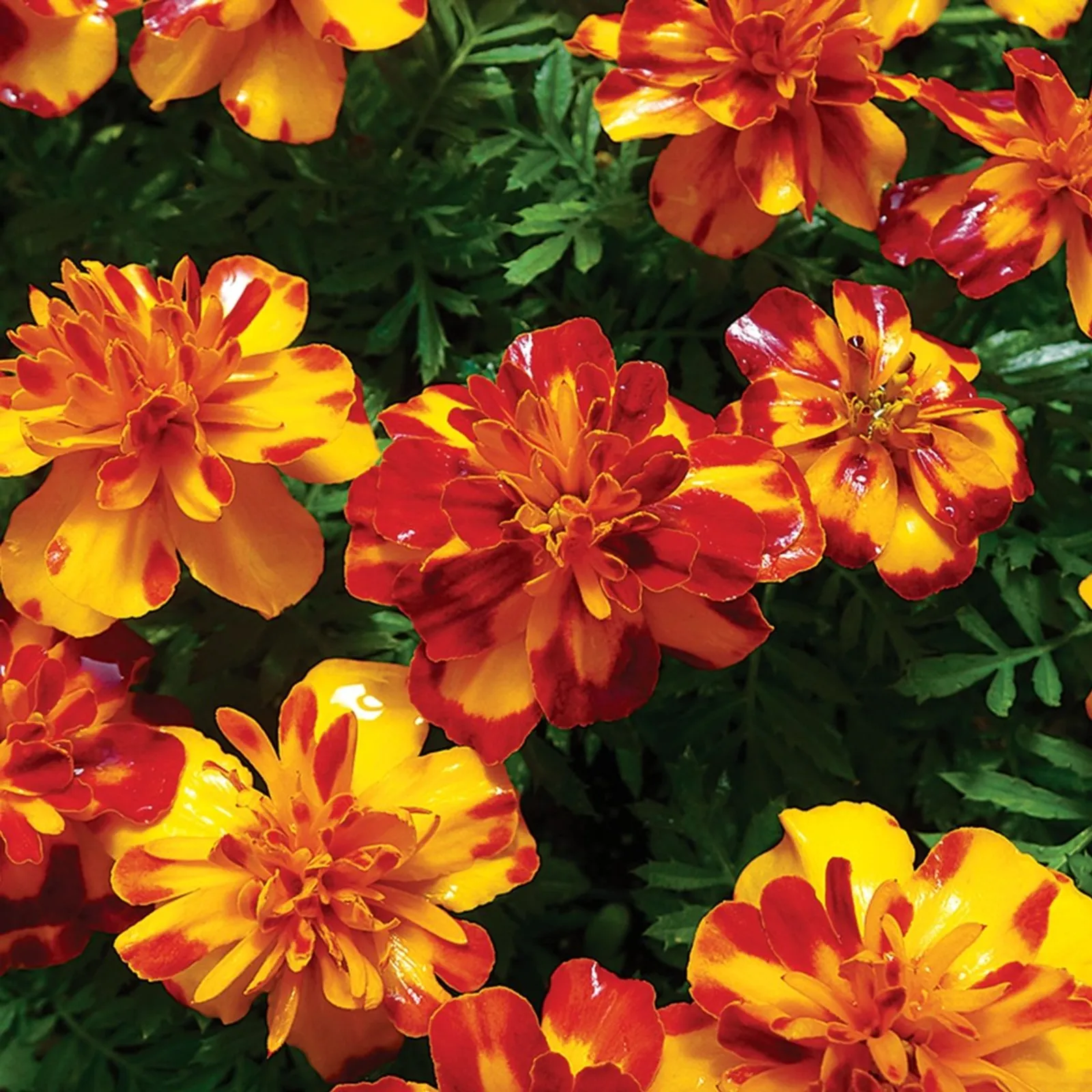 Dwarf Bolero Marigold