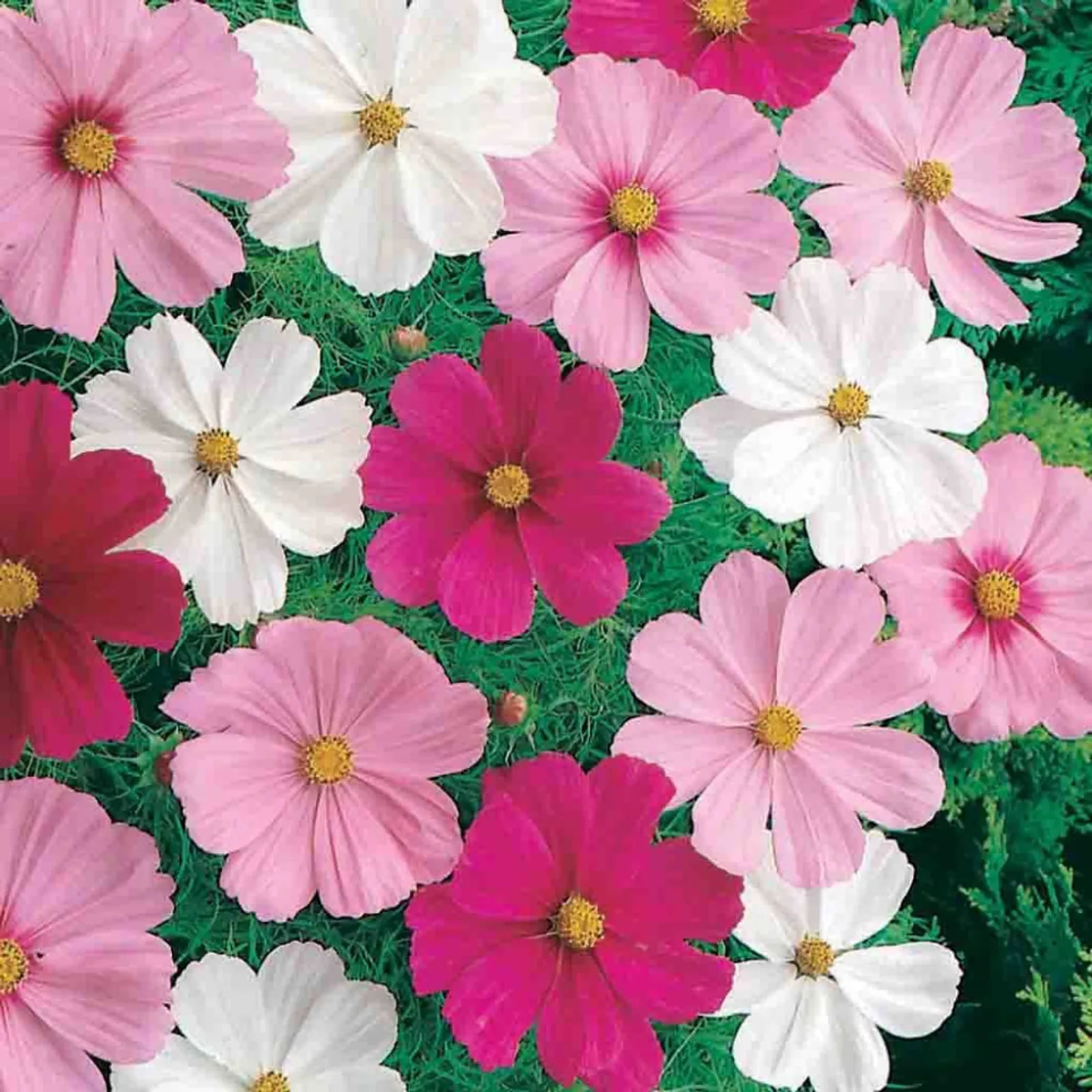 Dwarf Cutesy Mixed Colors Cosmos