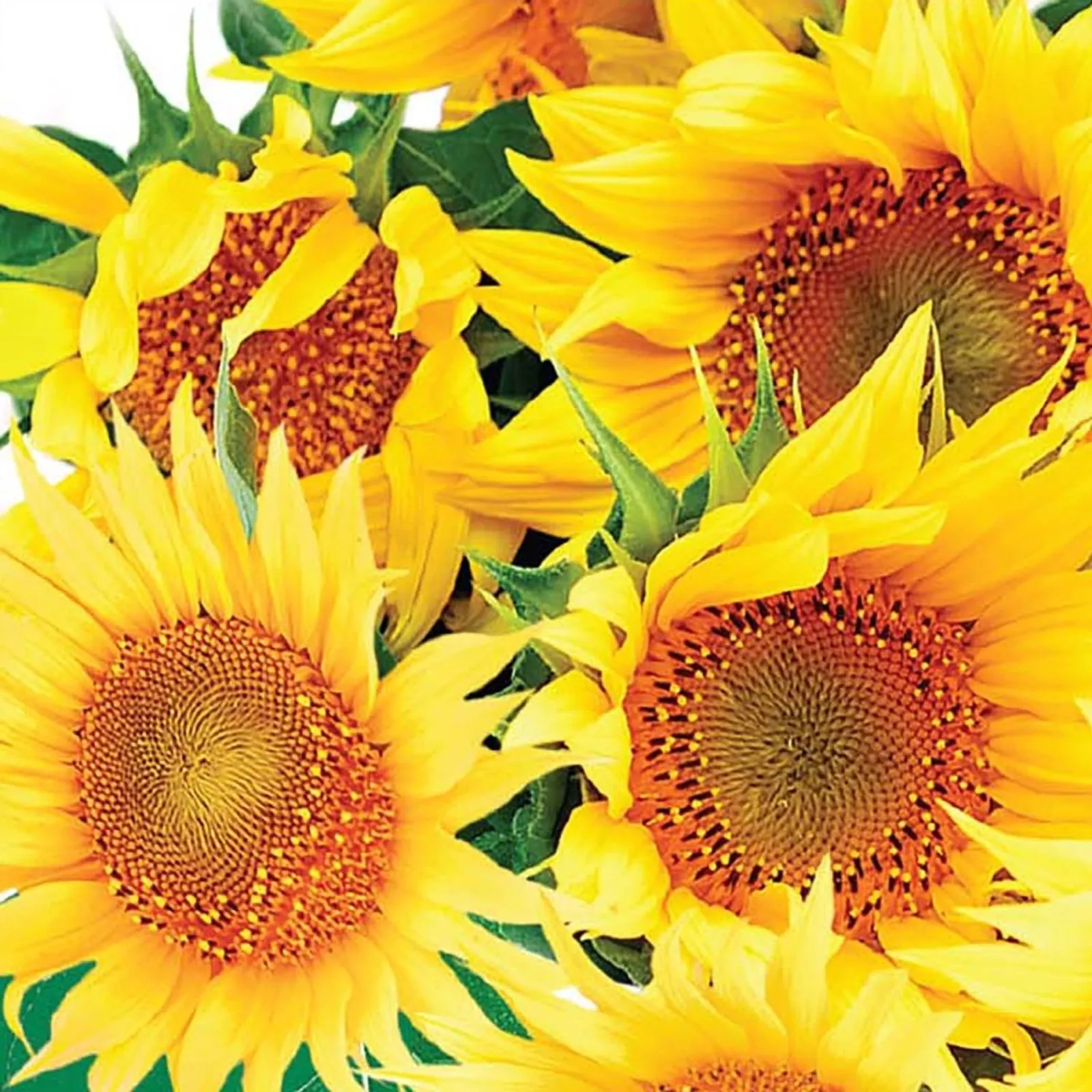 Dwarf Incredible Sunflower