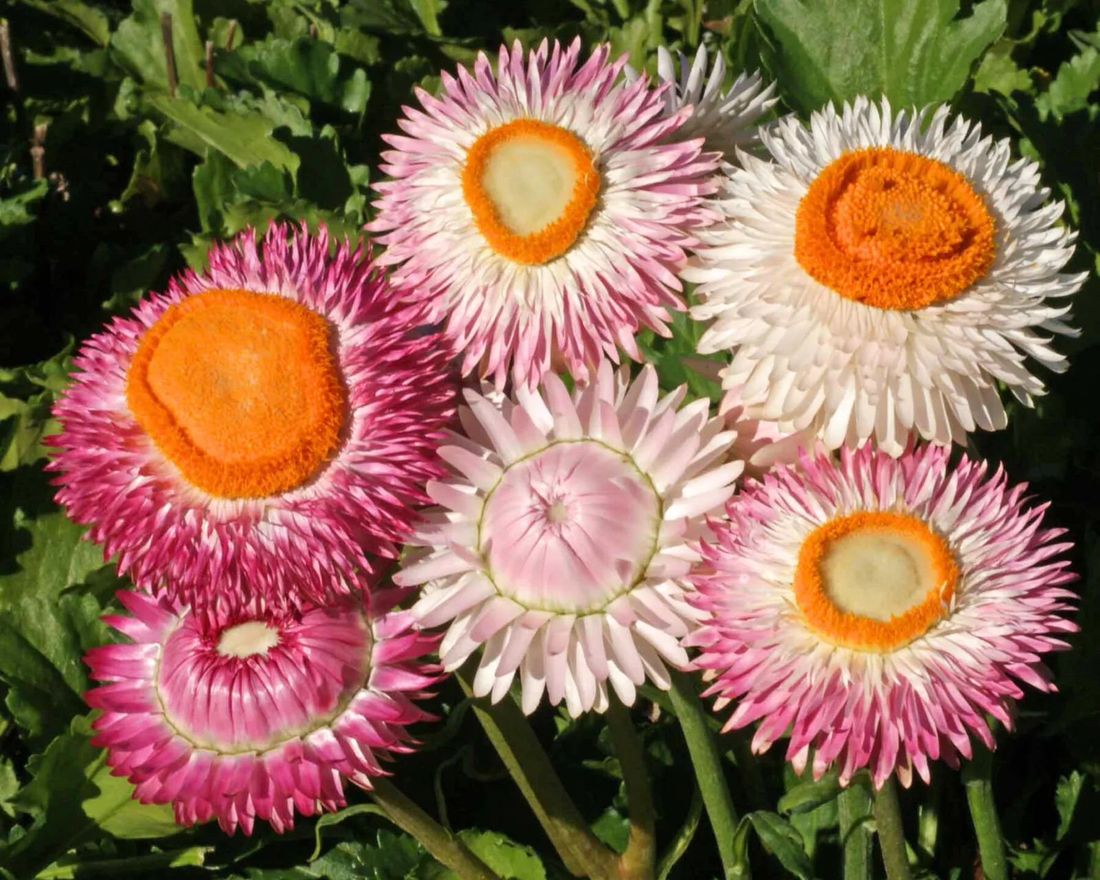 Dwarf Mix Strawflower