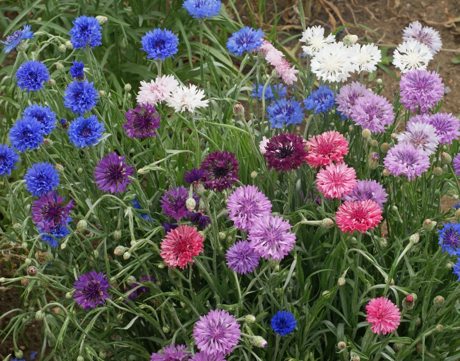 Dwarf Polka Dot Mix Bachelor's Button Cornflower