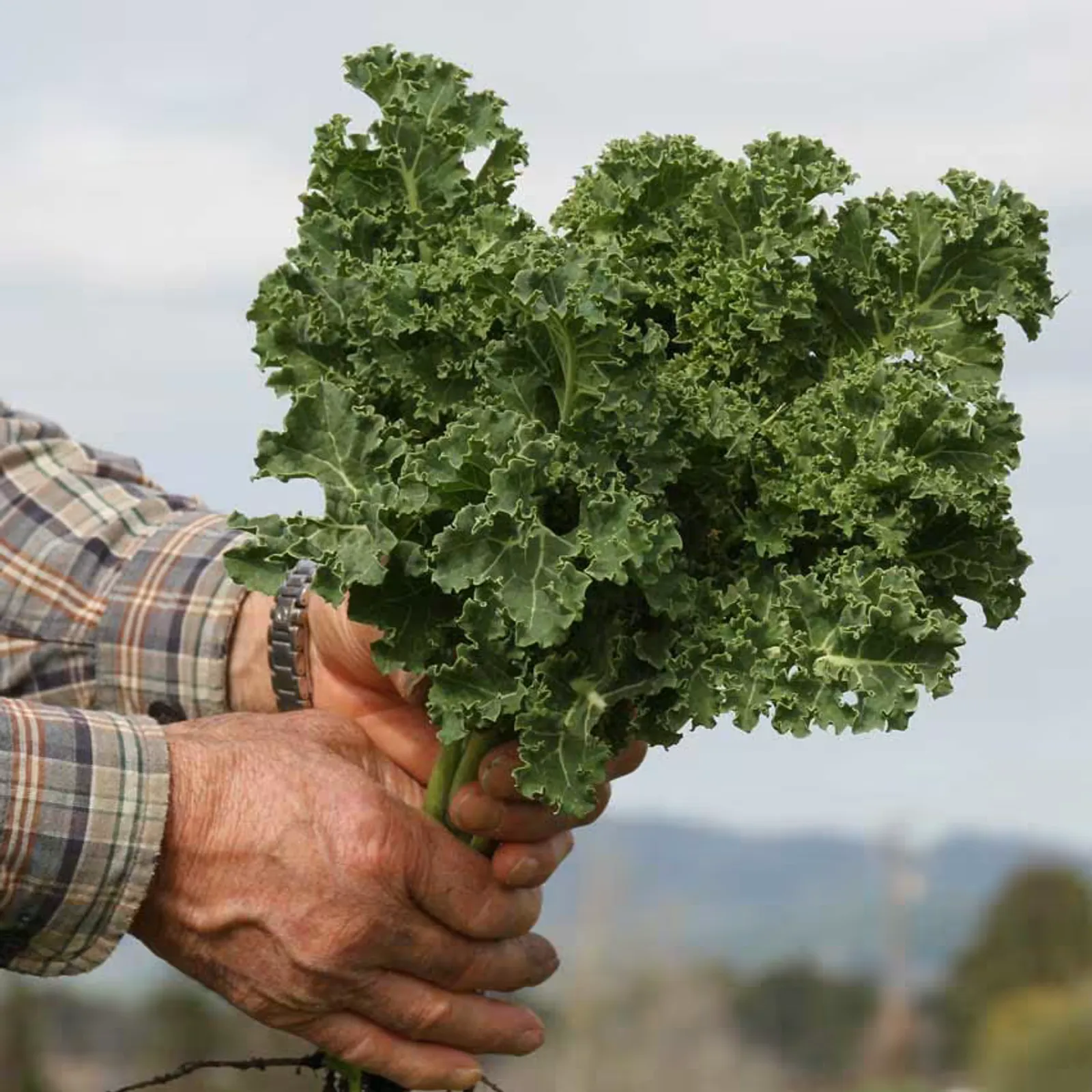 Dwarf Siberian Kale