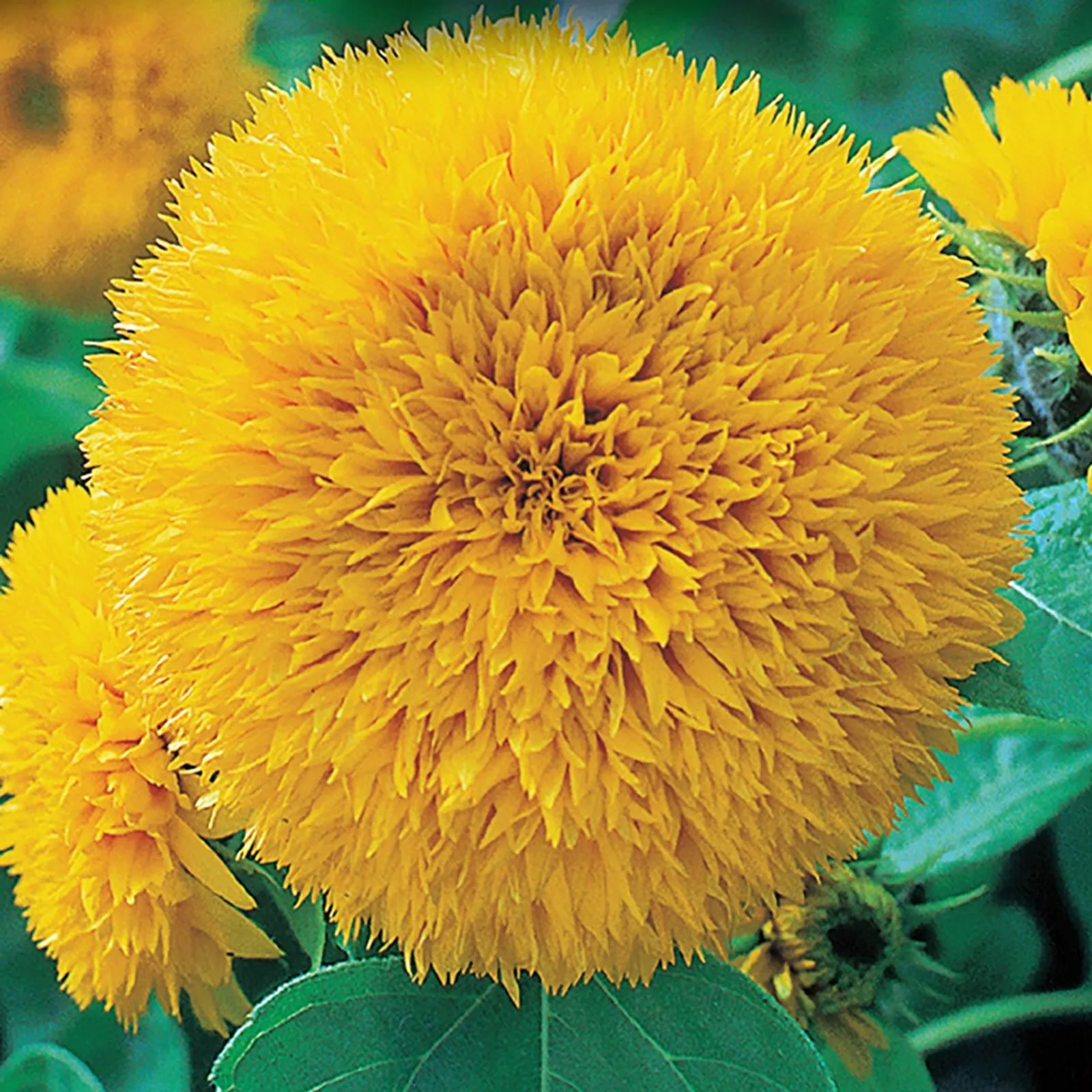 Teddy Bear Sunflower