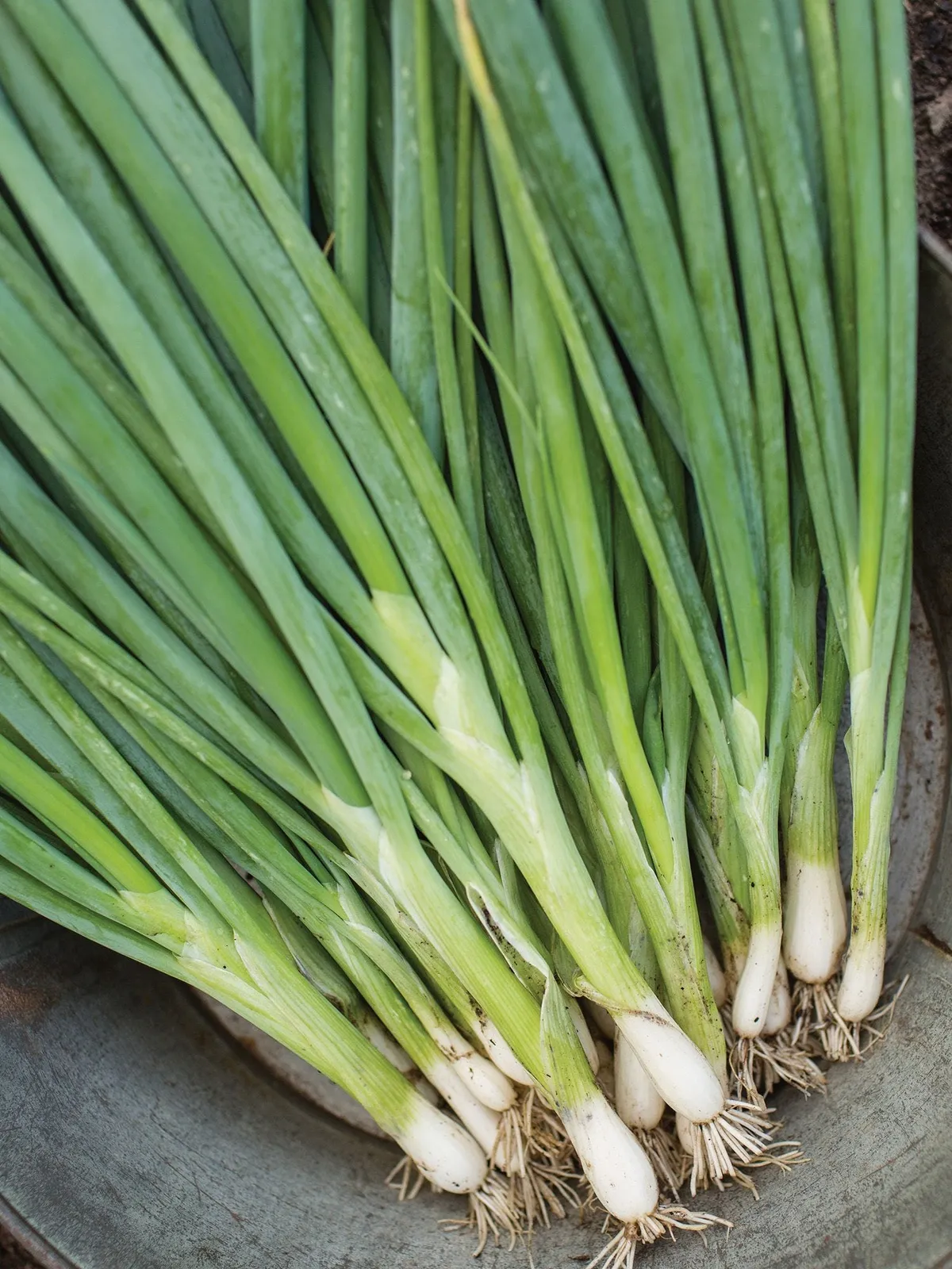 Evergreen Long White