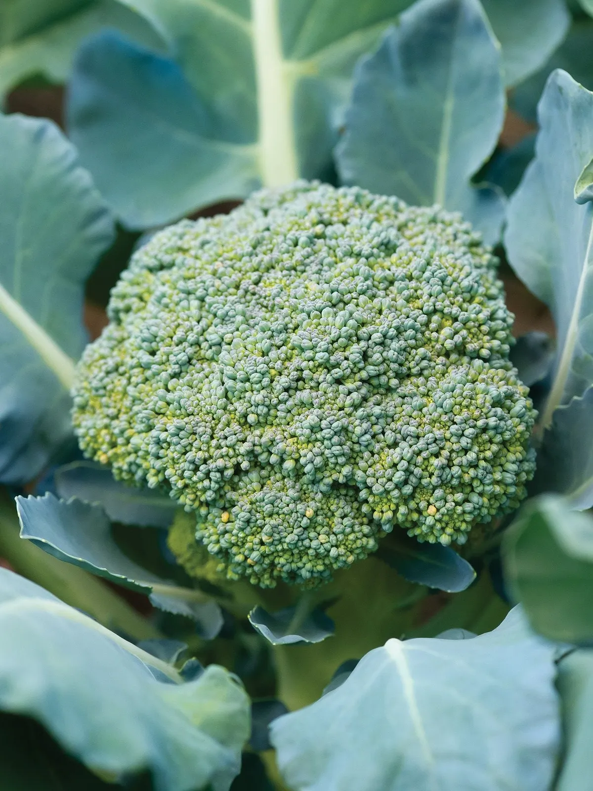 Sun King Hybrid Broccoli