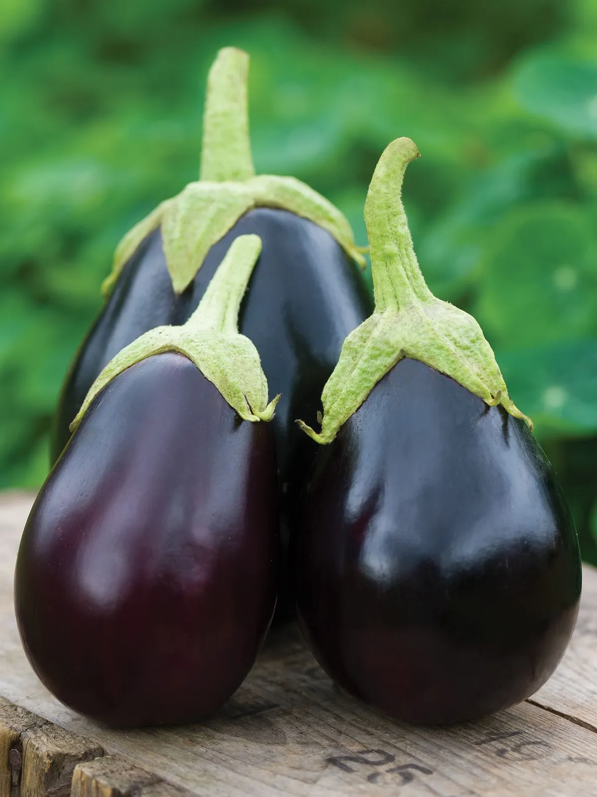 Early Midnight Hybrid