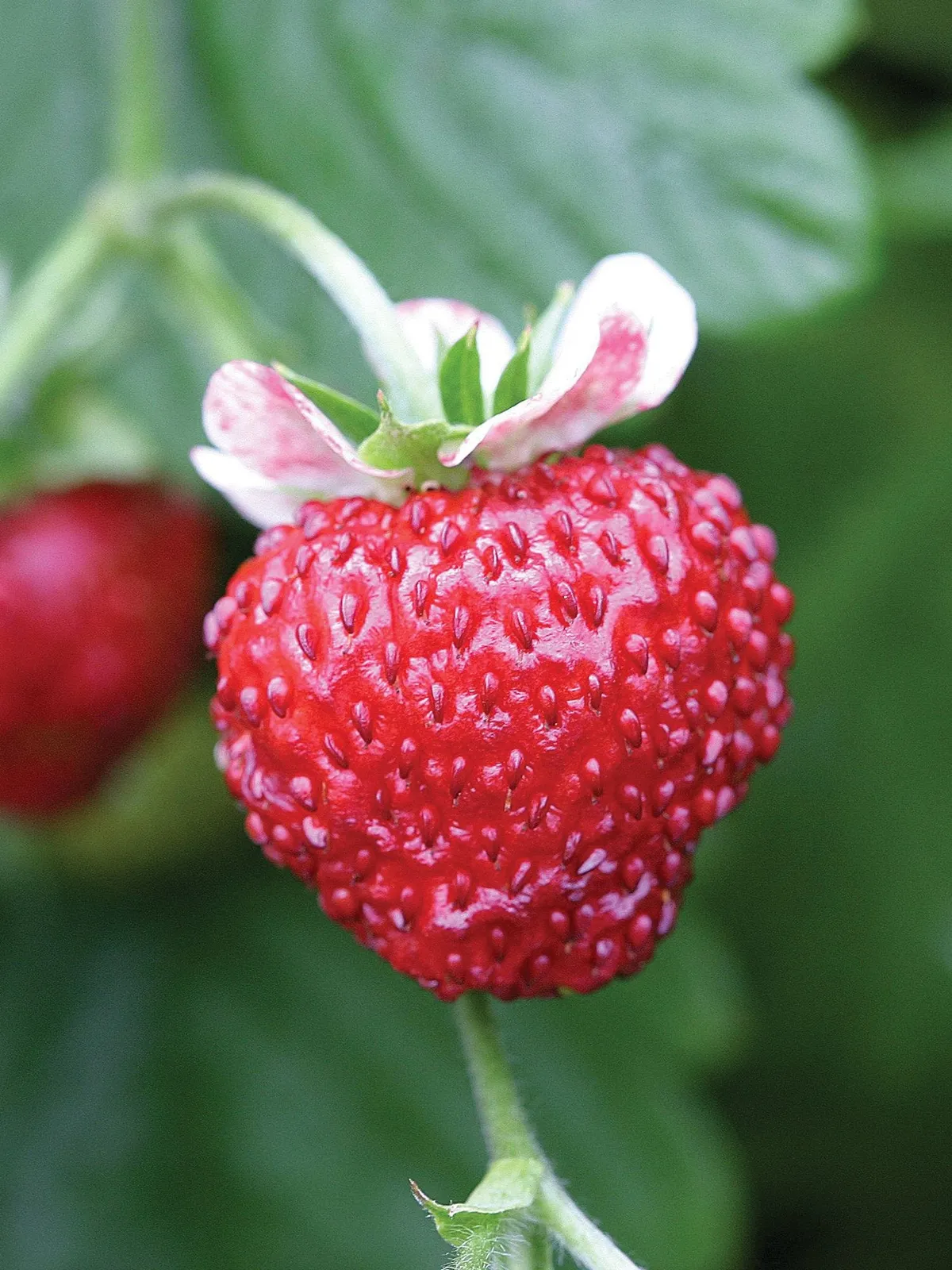 Mignonette Strawberries