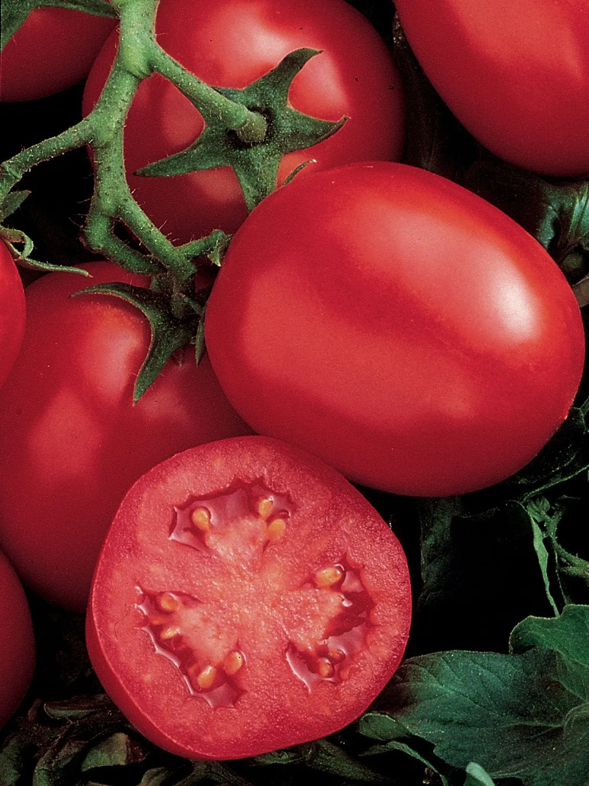Ensalada Hybrid Tomatoes