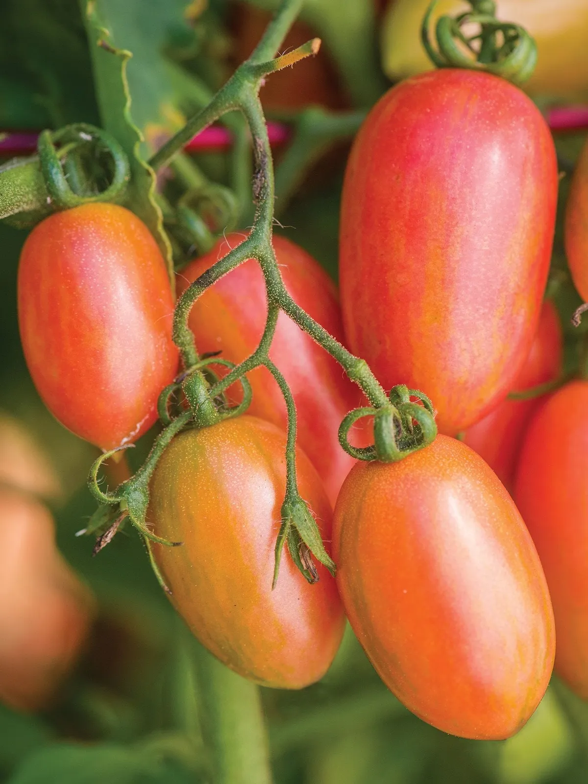 Maglia Rosa Tomatoes