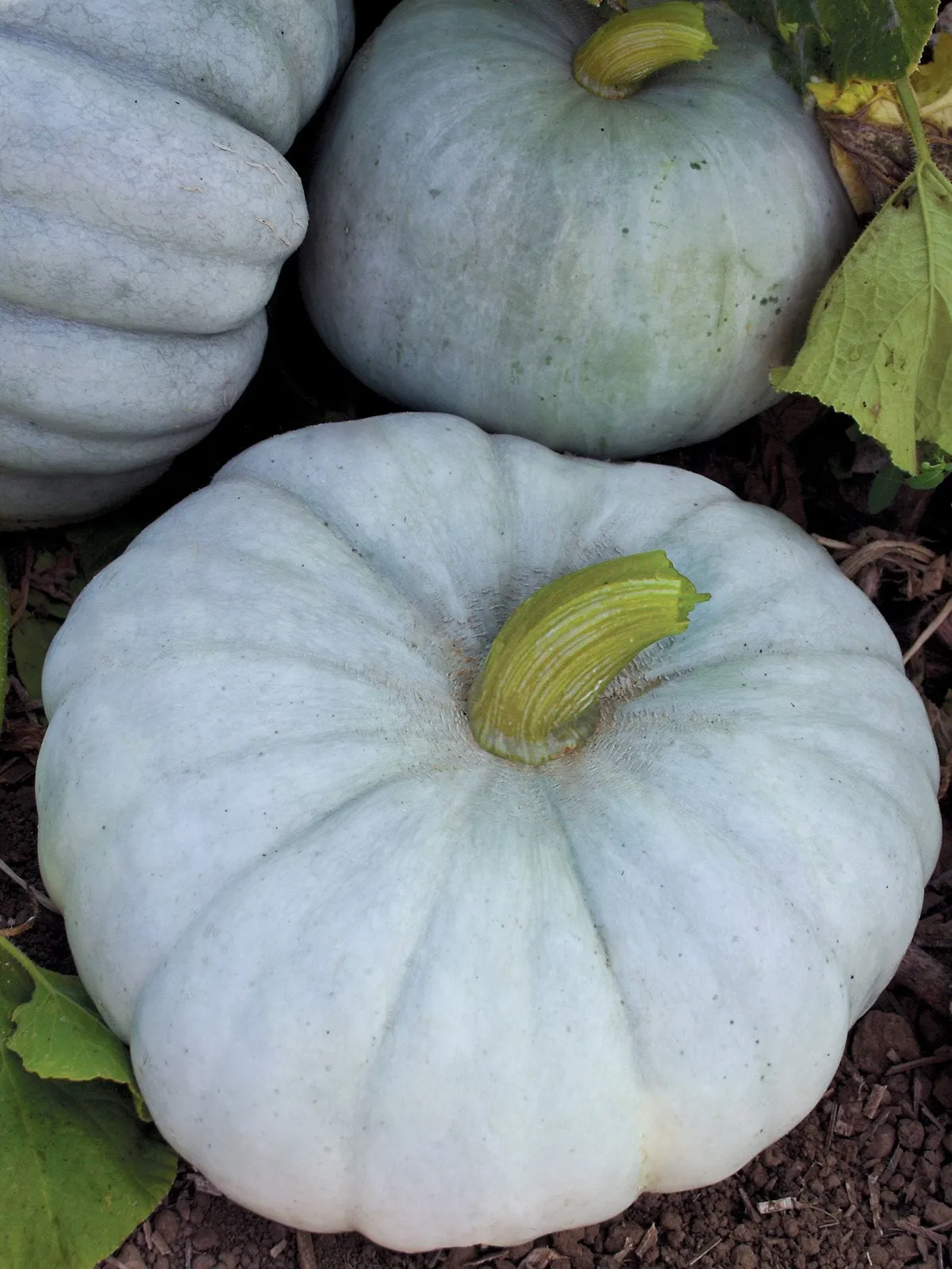 Jarrahdale Pumpkin