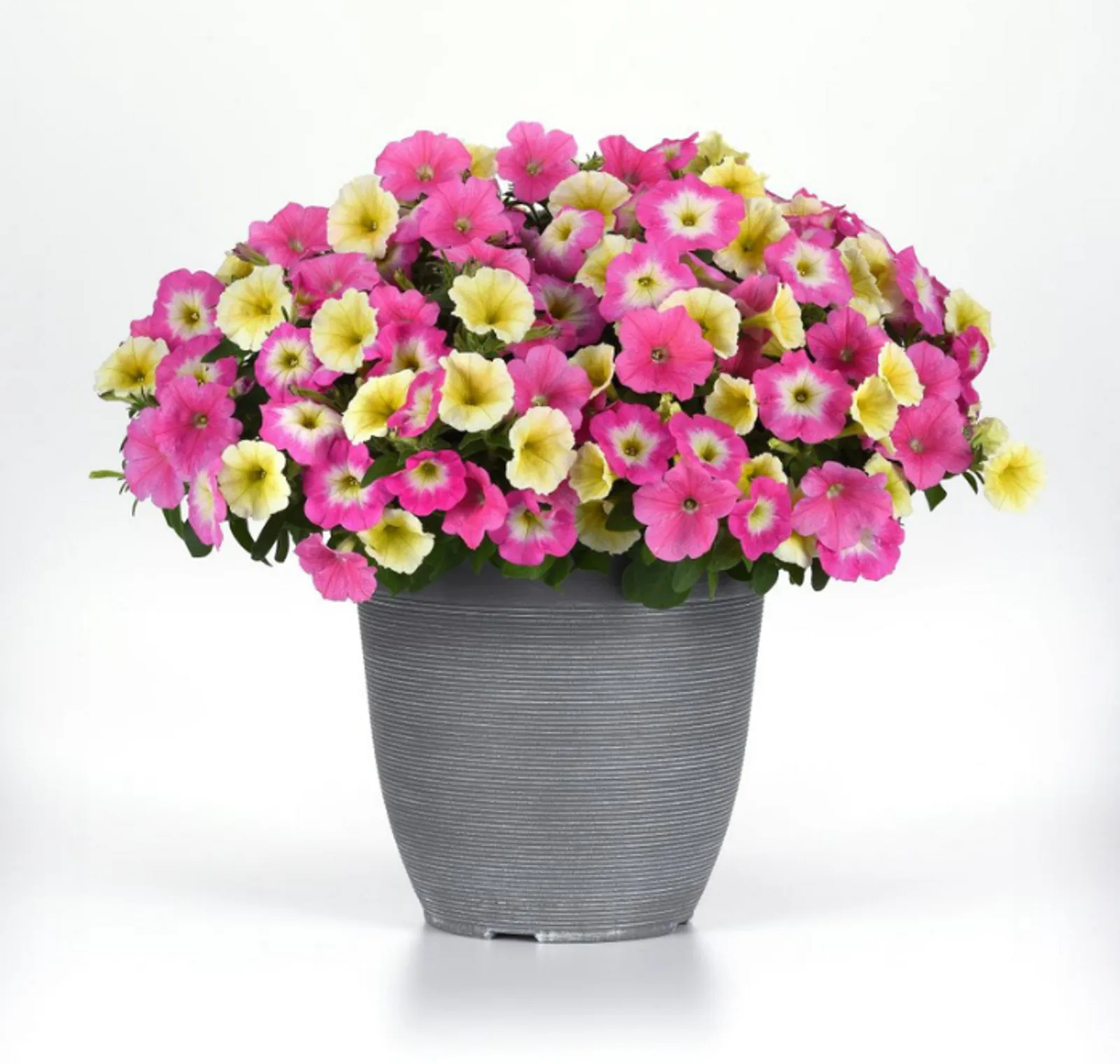 E3 Easy Wave Sweet Taffy Mix Petunia