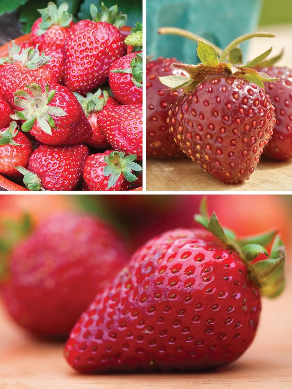 All Season Collection Strawberries