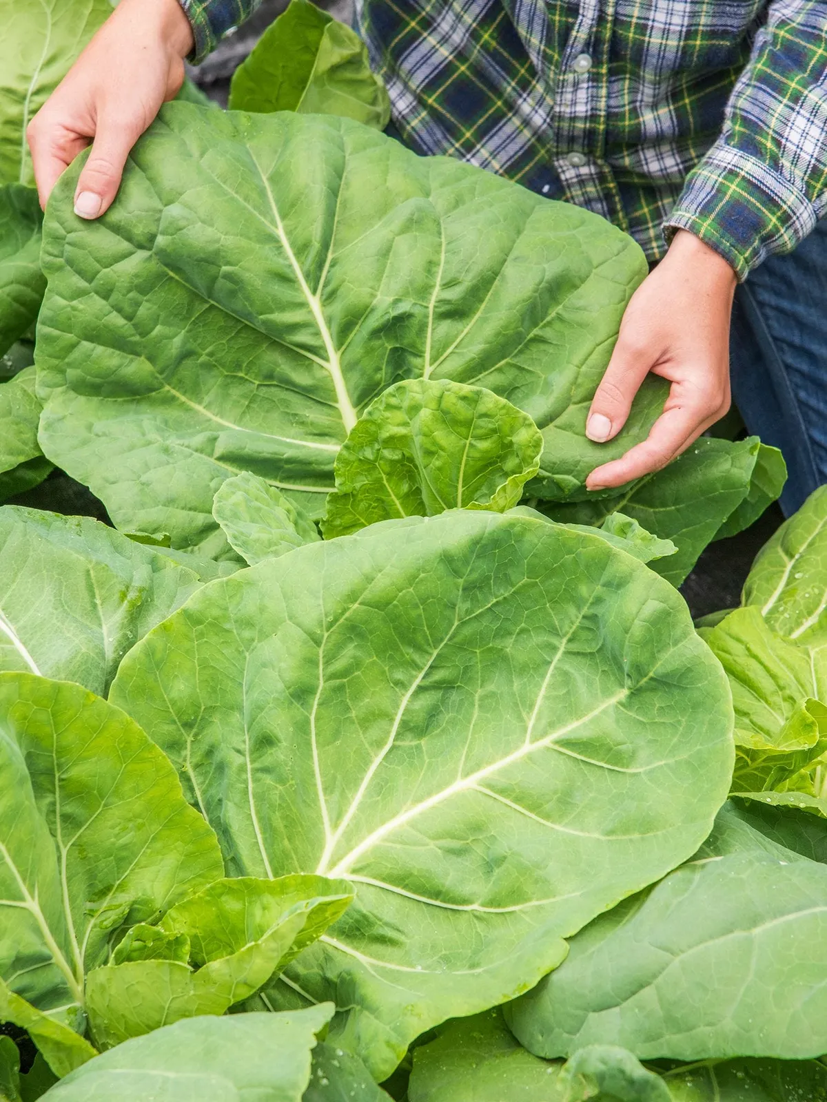 Tronchuda Beira Hybrid Kale