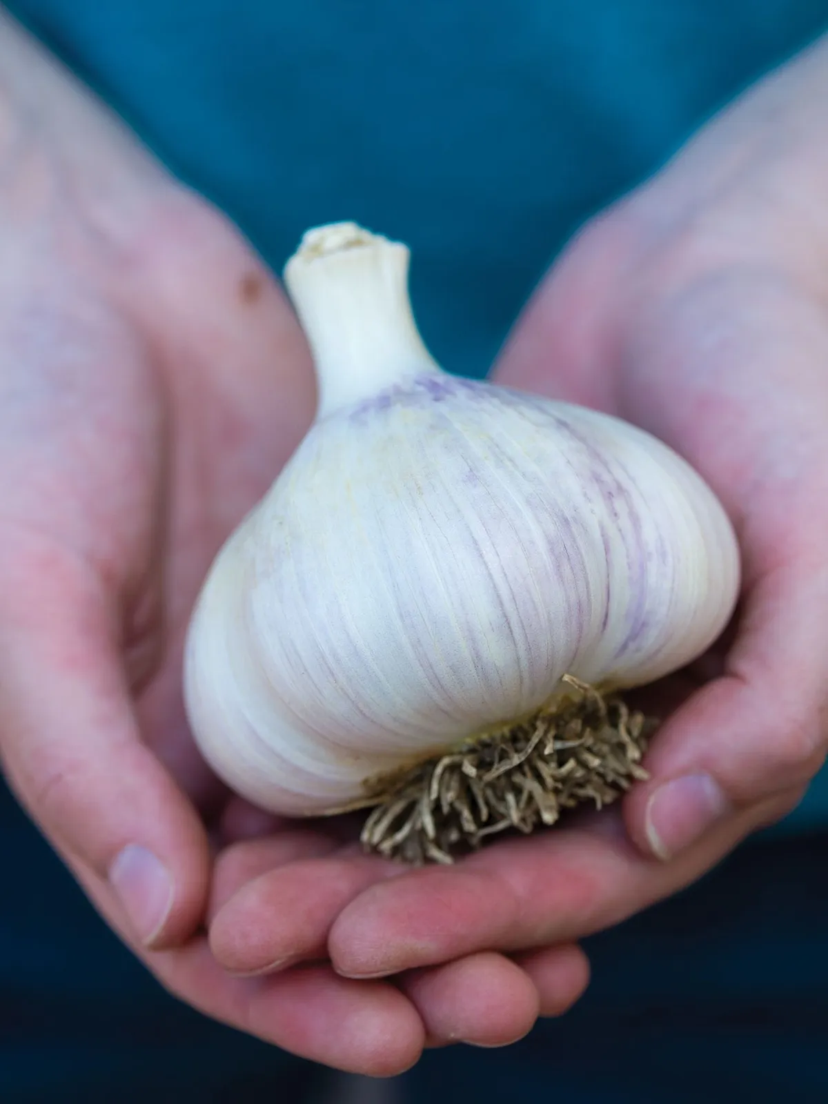 Montana Giant Garlic