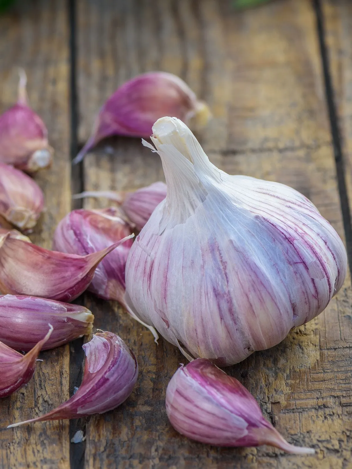 Deerfield Garlic
