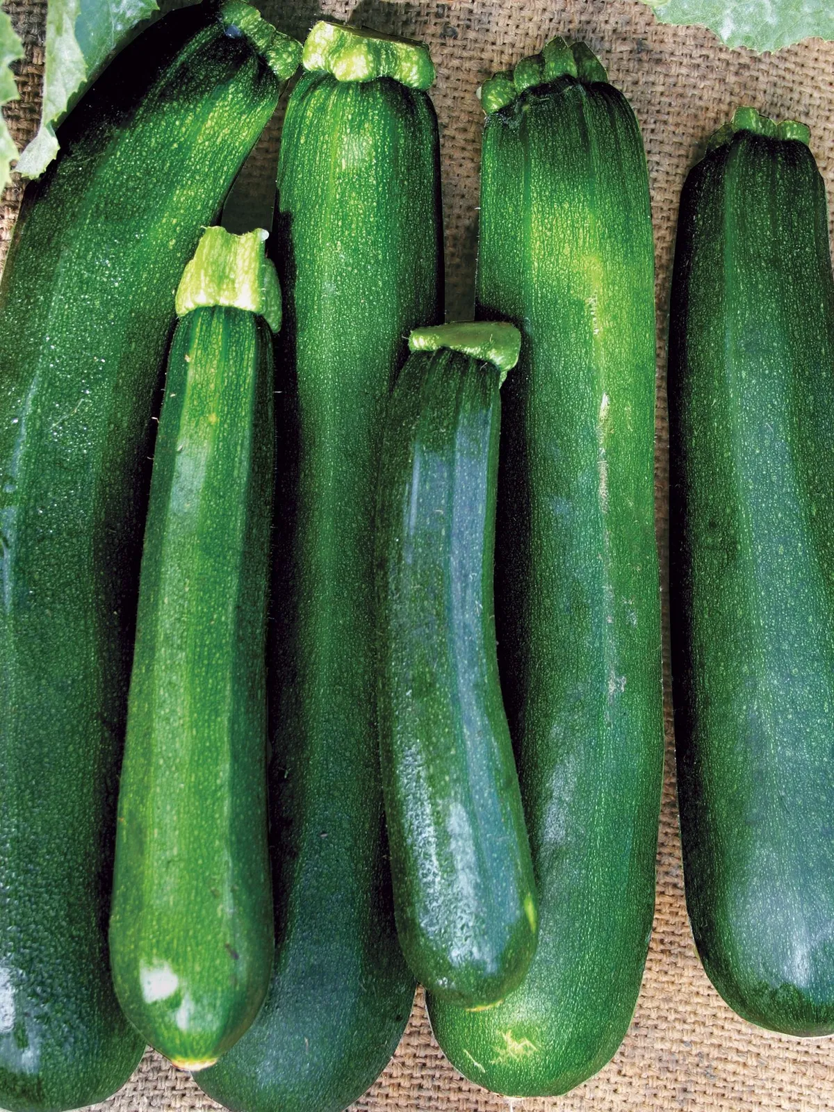 Zucchini Black Beauty Organic Squash