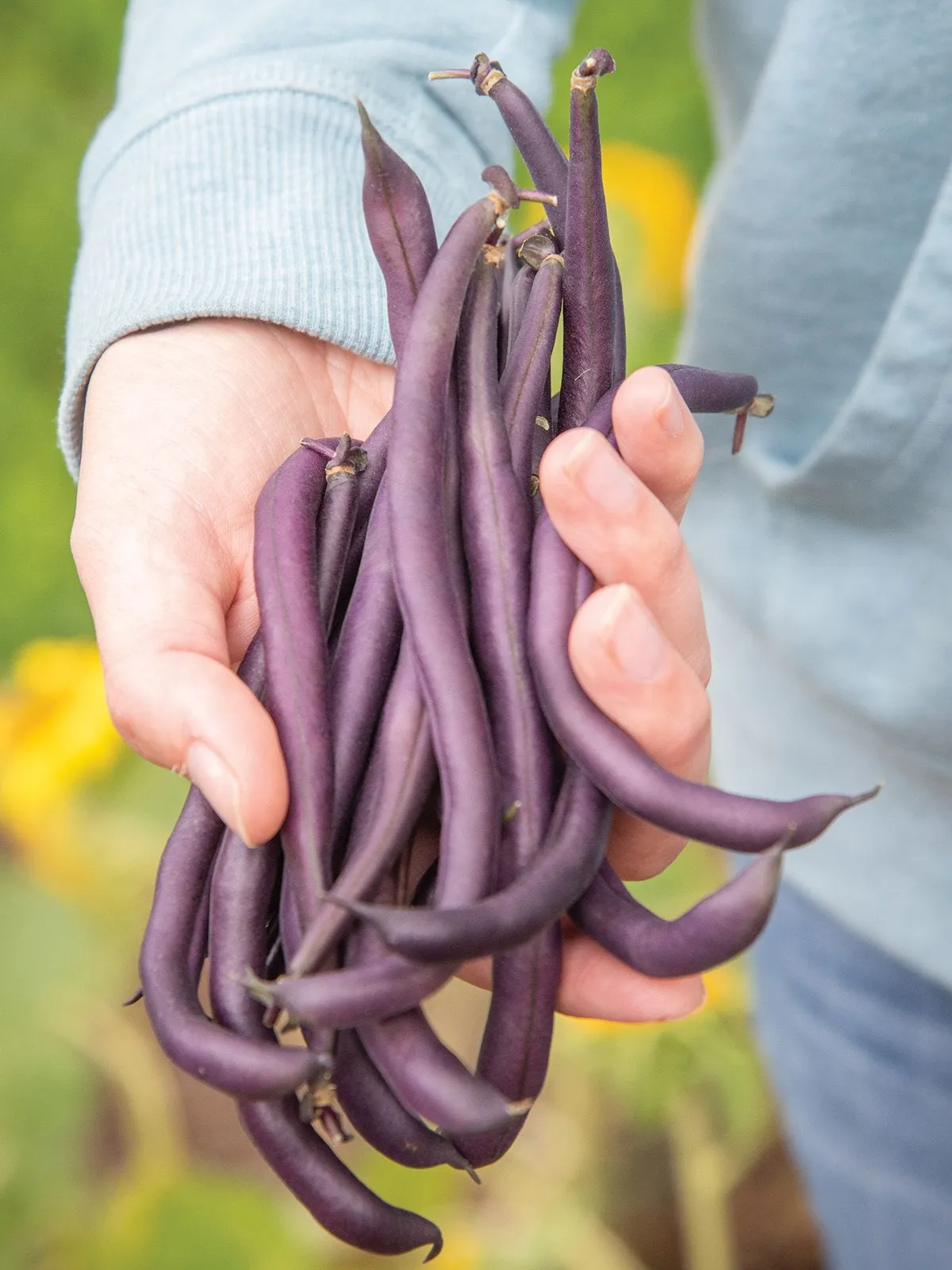 Bush, Purple Queen Beans