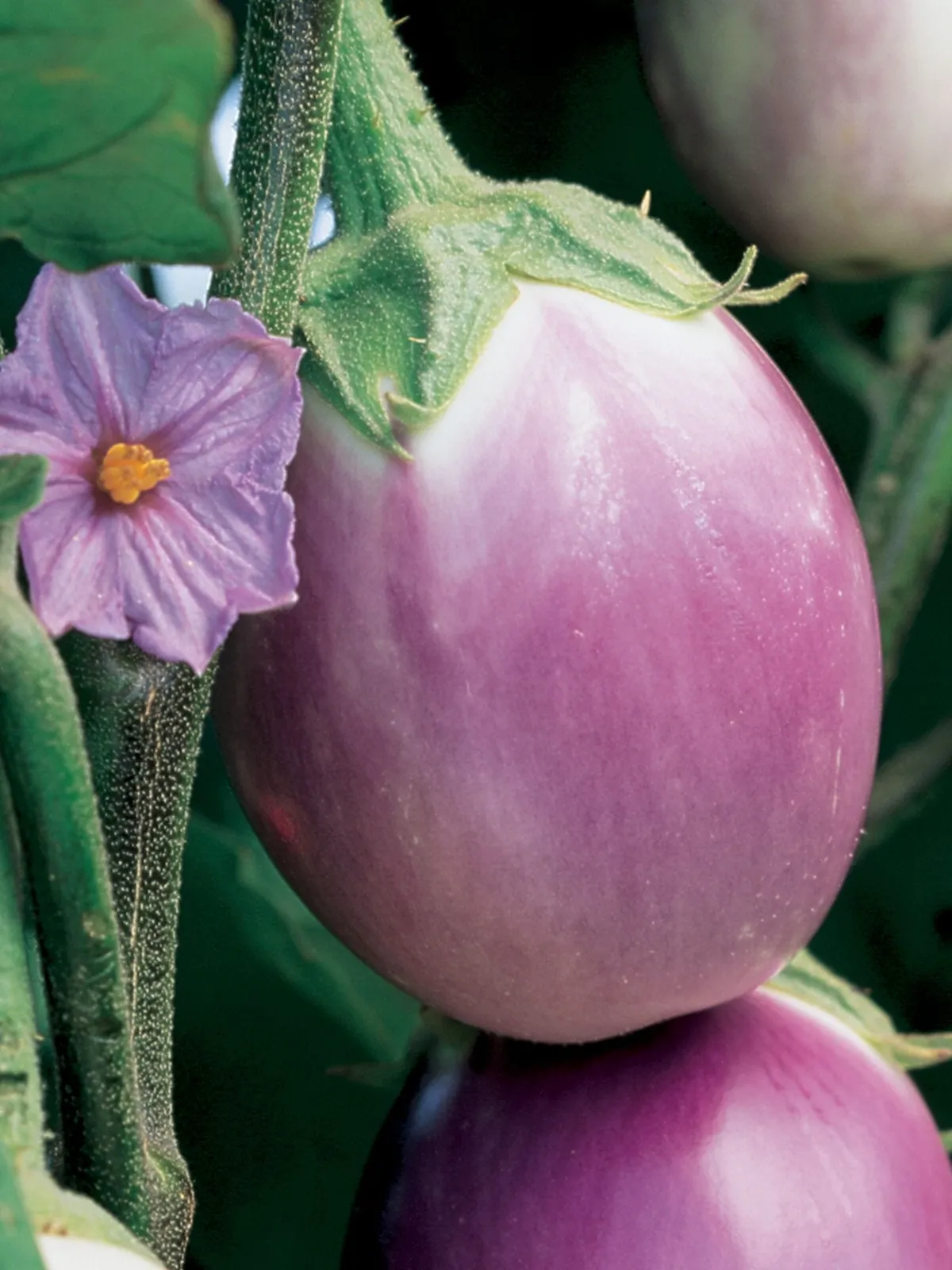 Rosa Bianca Eggplant