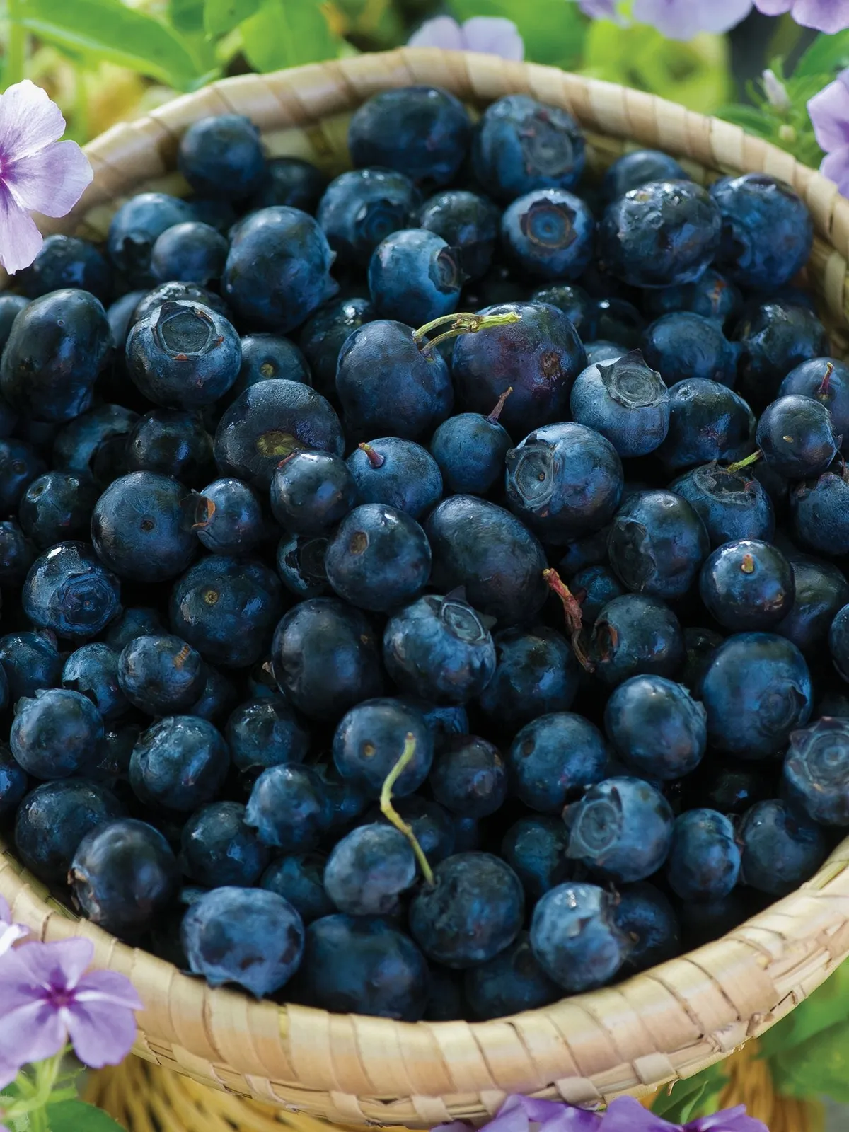 Polaris Blueberries
