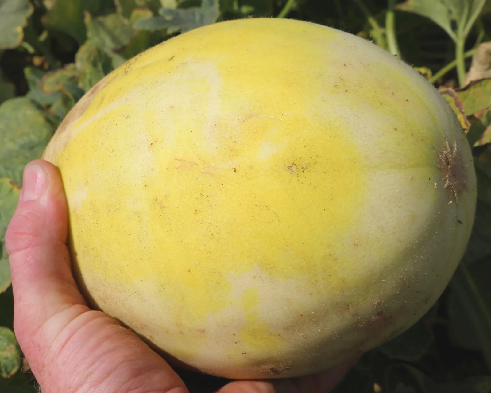 Earli Dew Honeydew