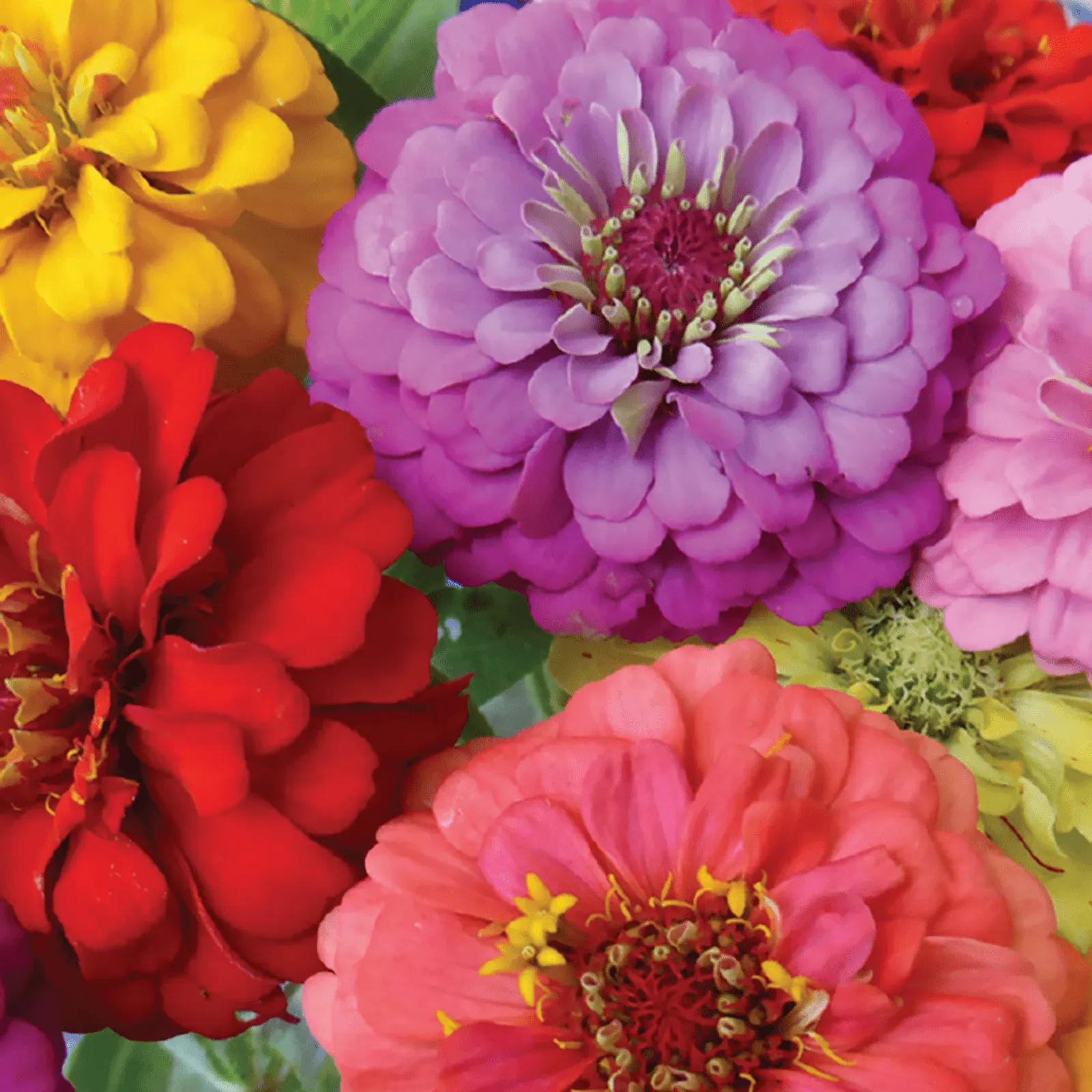 Early Bird Zinnia