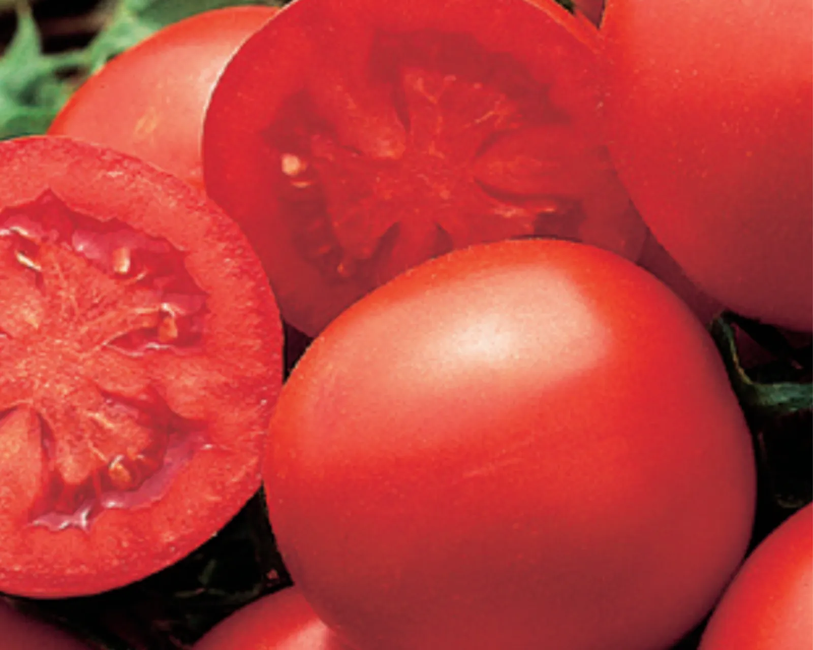 Early Blue Ribbon Tomatoes