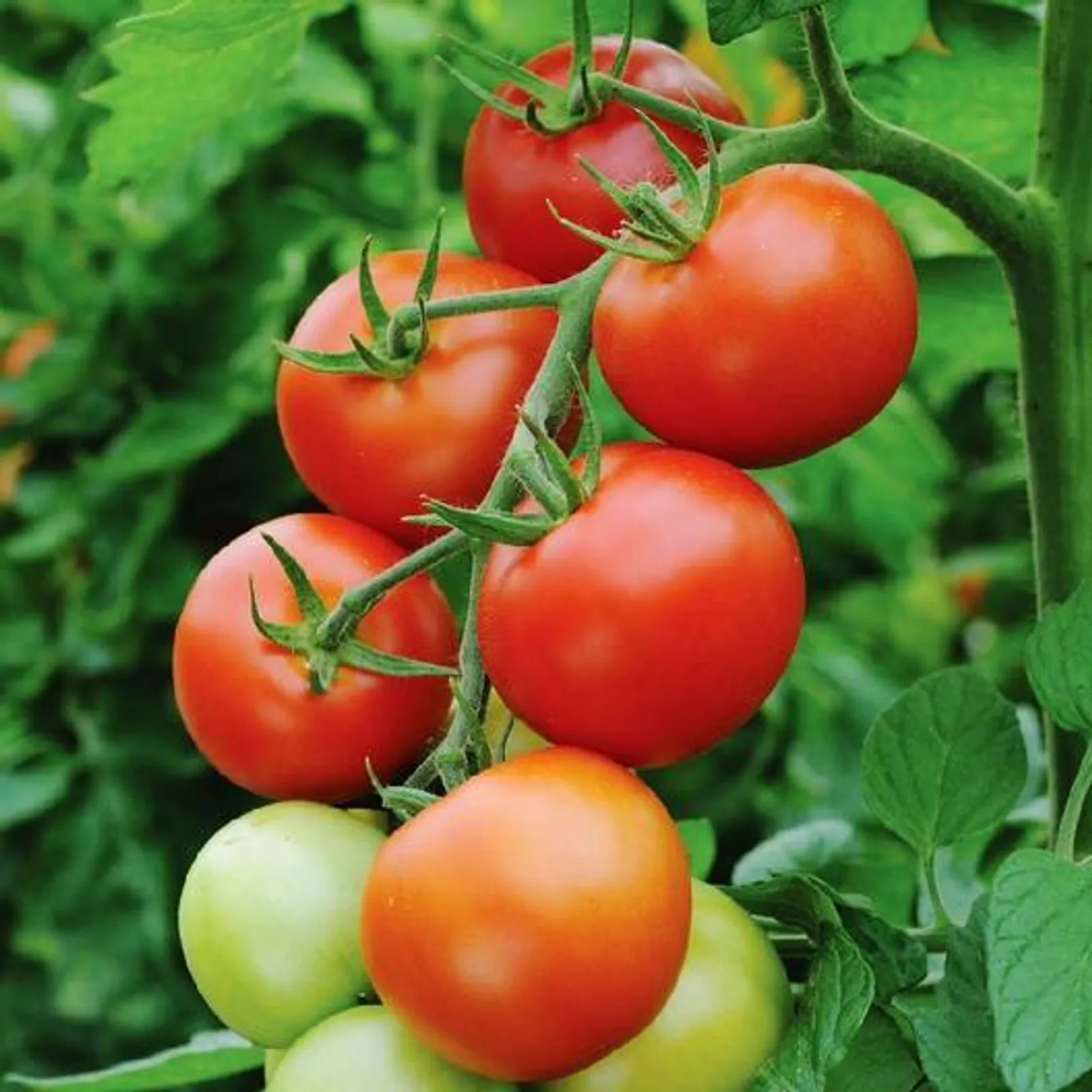 Early Cascade Tomatoes