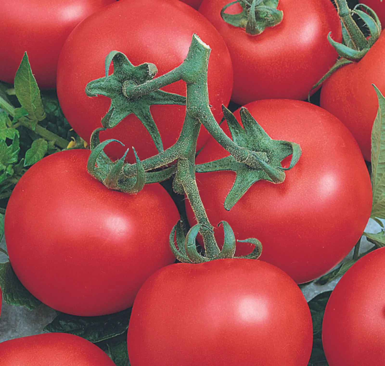 Early Doll Tomatoes