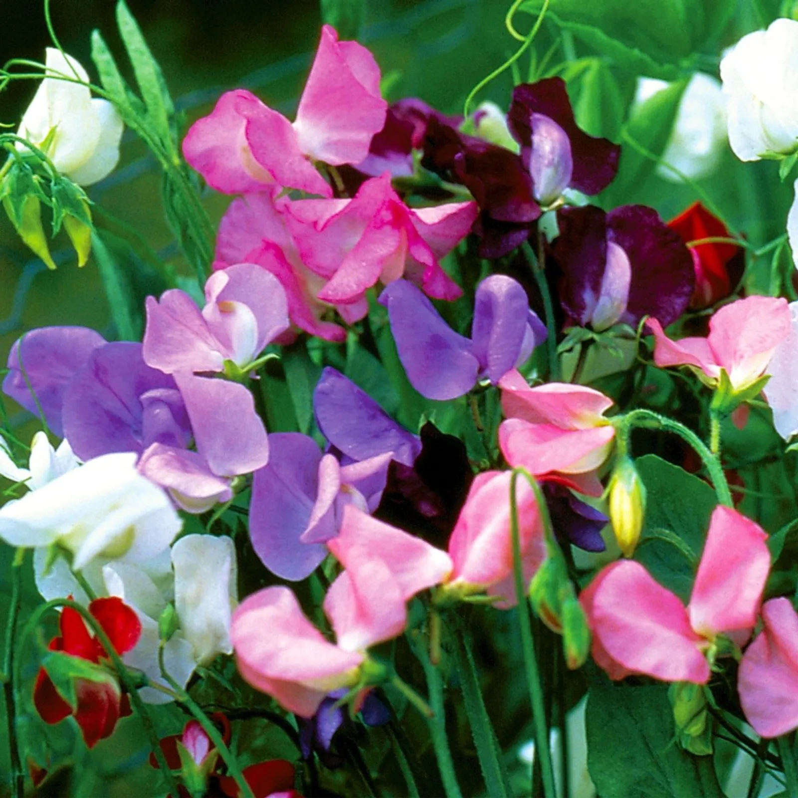 Early Flowering Mixed Colors Sweet Peas