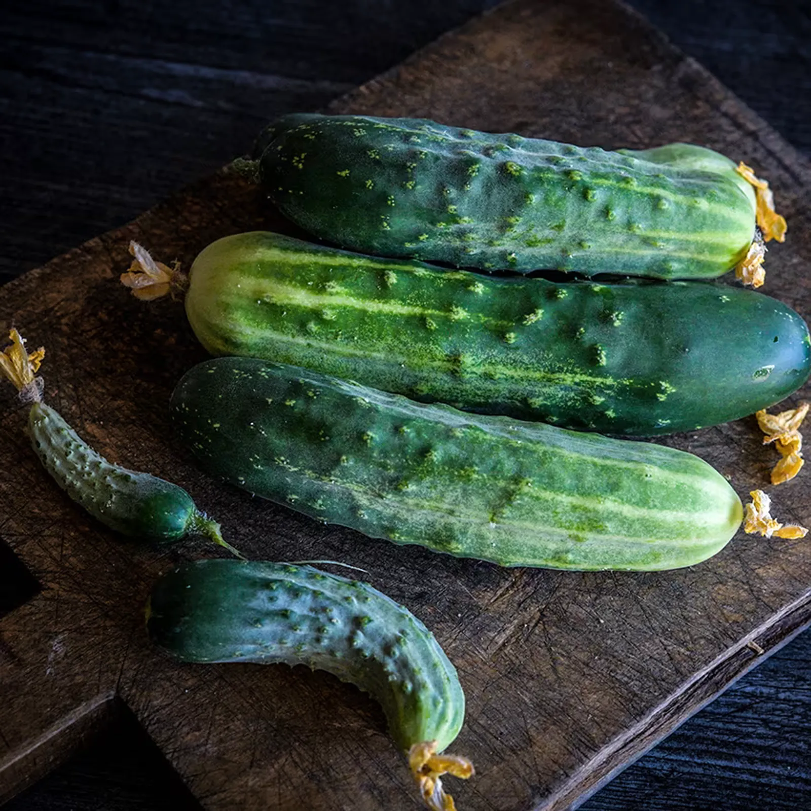 Early Fortune Cucumbers