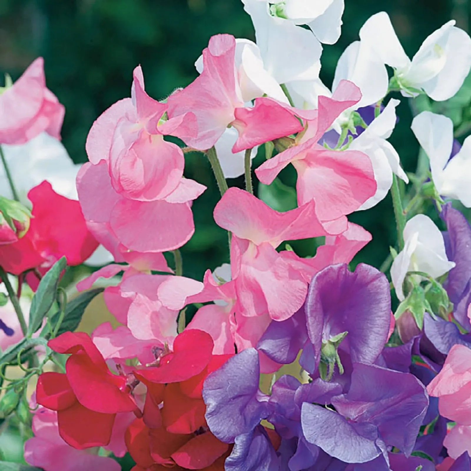Early Gigantea Sweet Peas