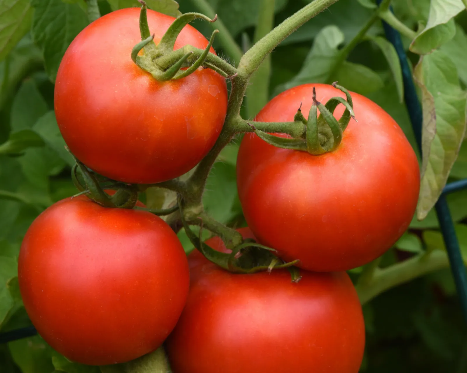 Early Girl Tomatoes