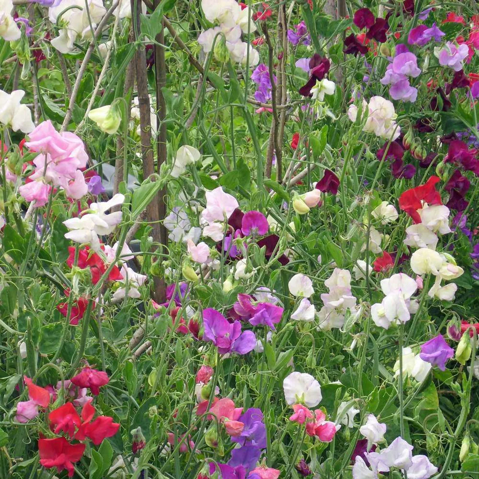 Early Multiflora Blend Sweet Peas