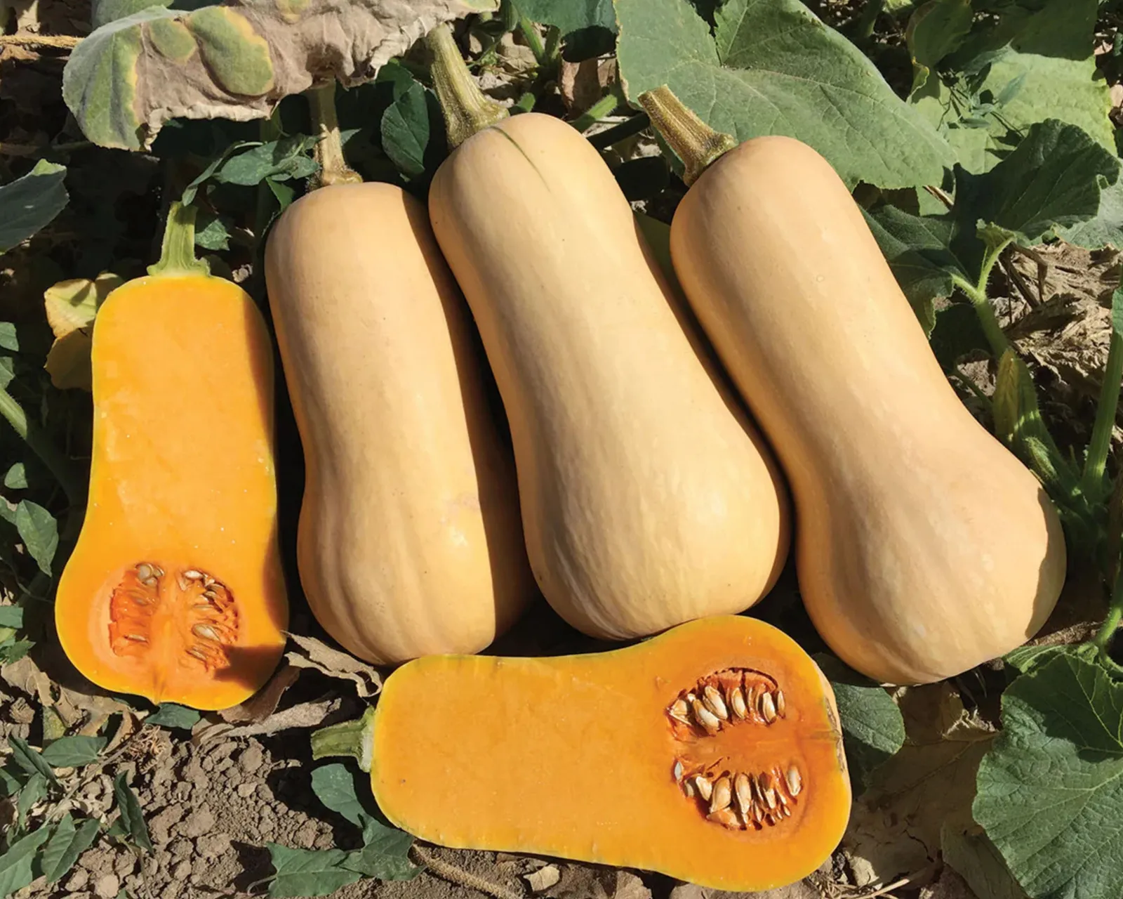 Butternut Squash