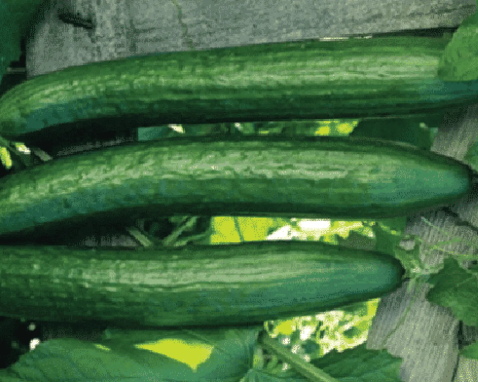 Early Spring Burpless Cucumbers