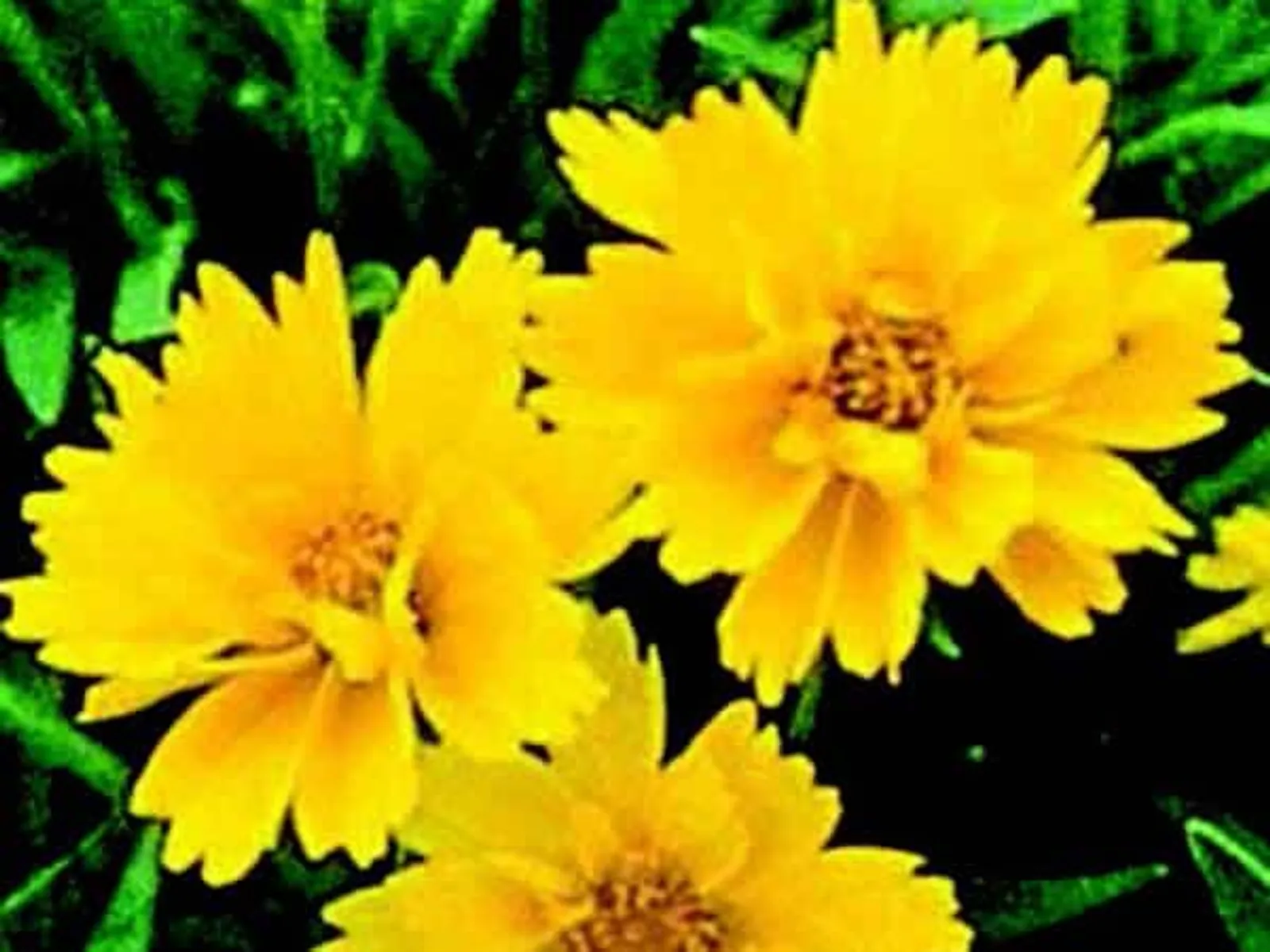 Early Sunrise Coreopsis Black-Eyed Susan