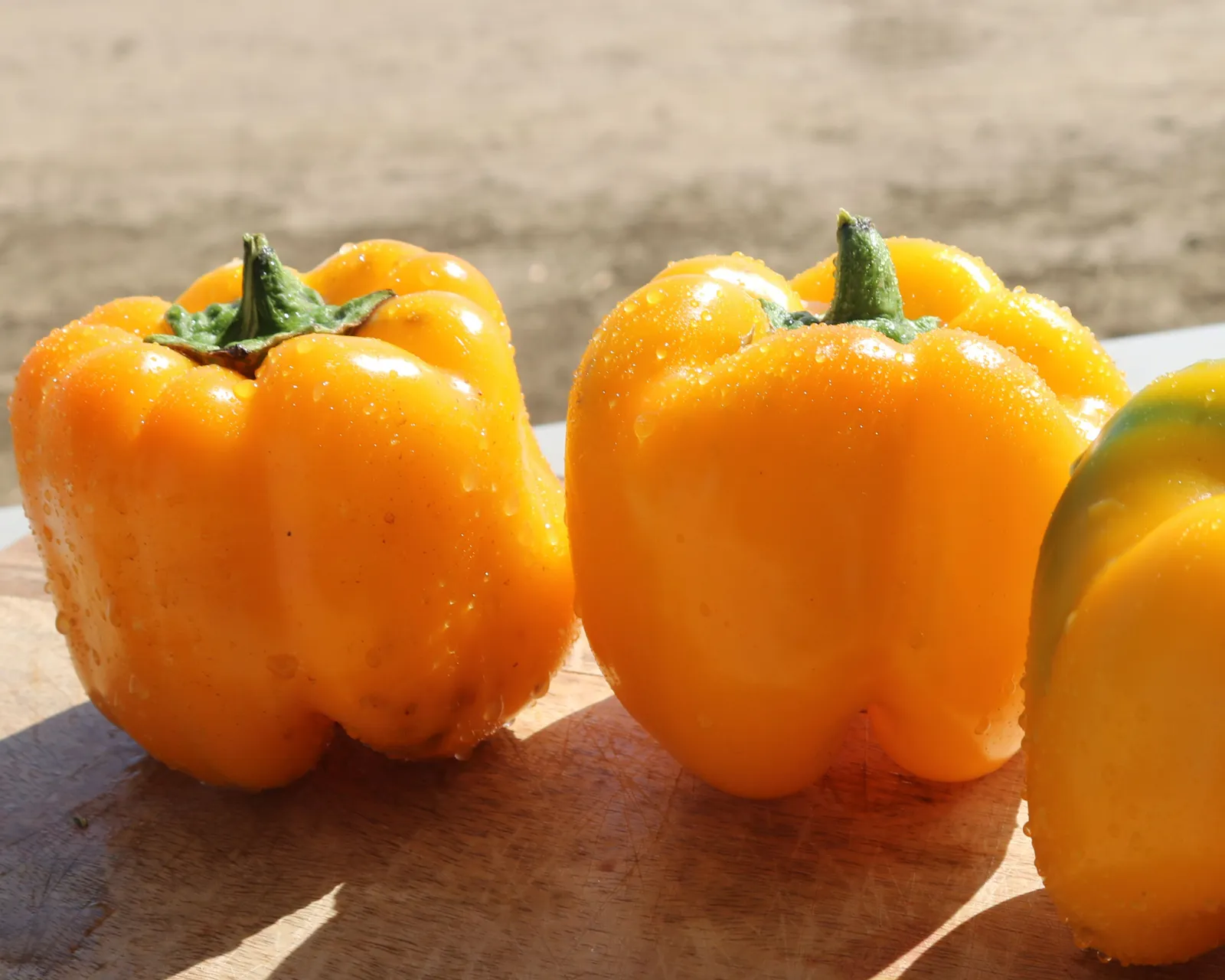 Early Sunsation Hybrid Bell Peppers