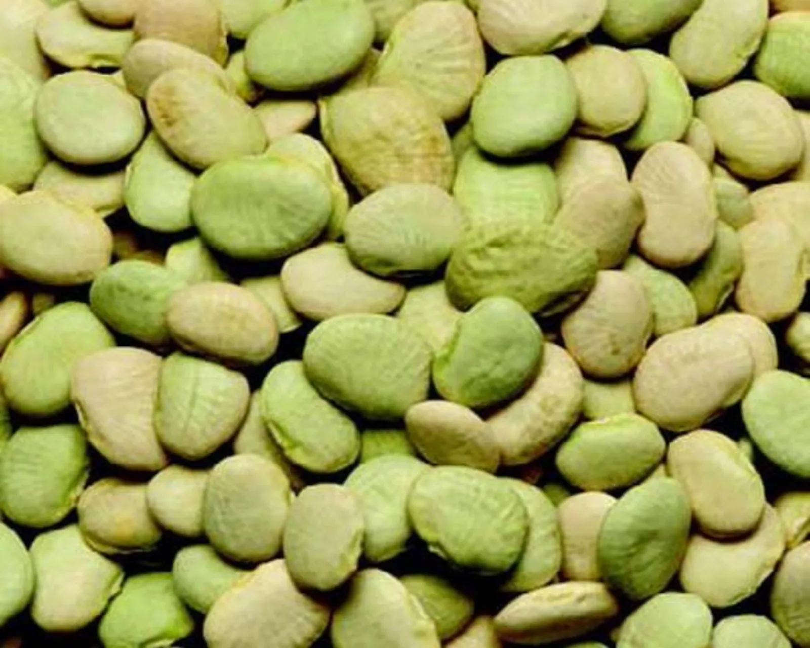 Early Thorogreen Bush Lima Beans