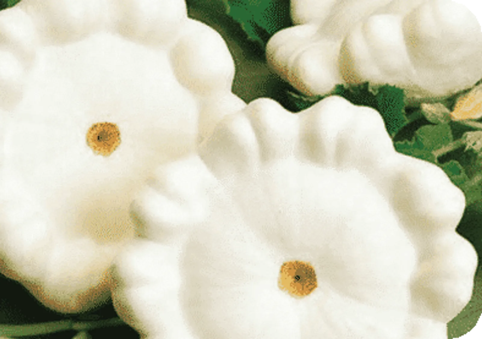 Early White Bush Scallop Squash