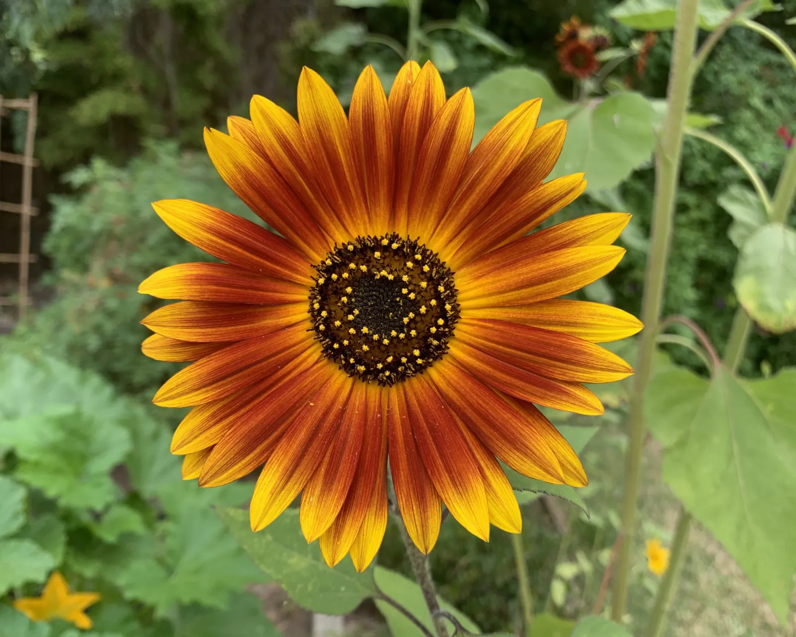 Earthwalker Tall Branching Sunflower