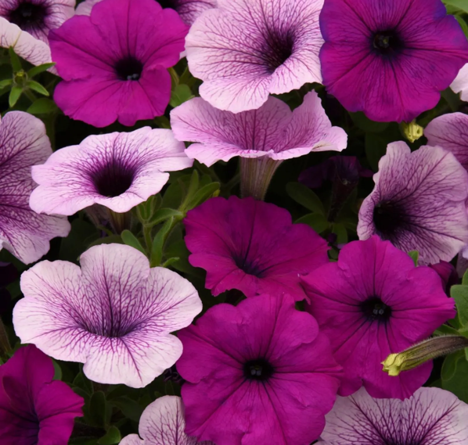 Easy Wave Plum Pudding Mix Petunia