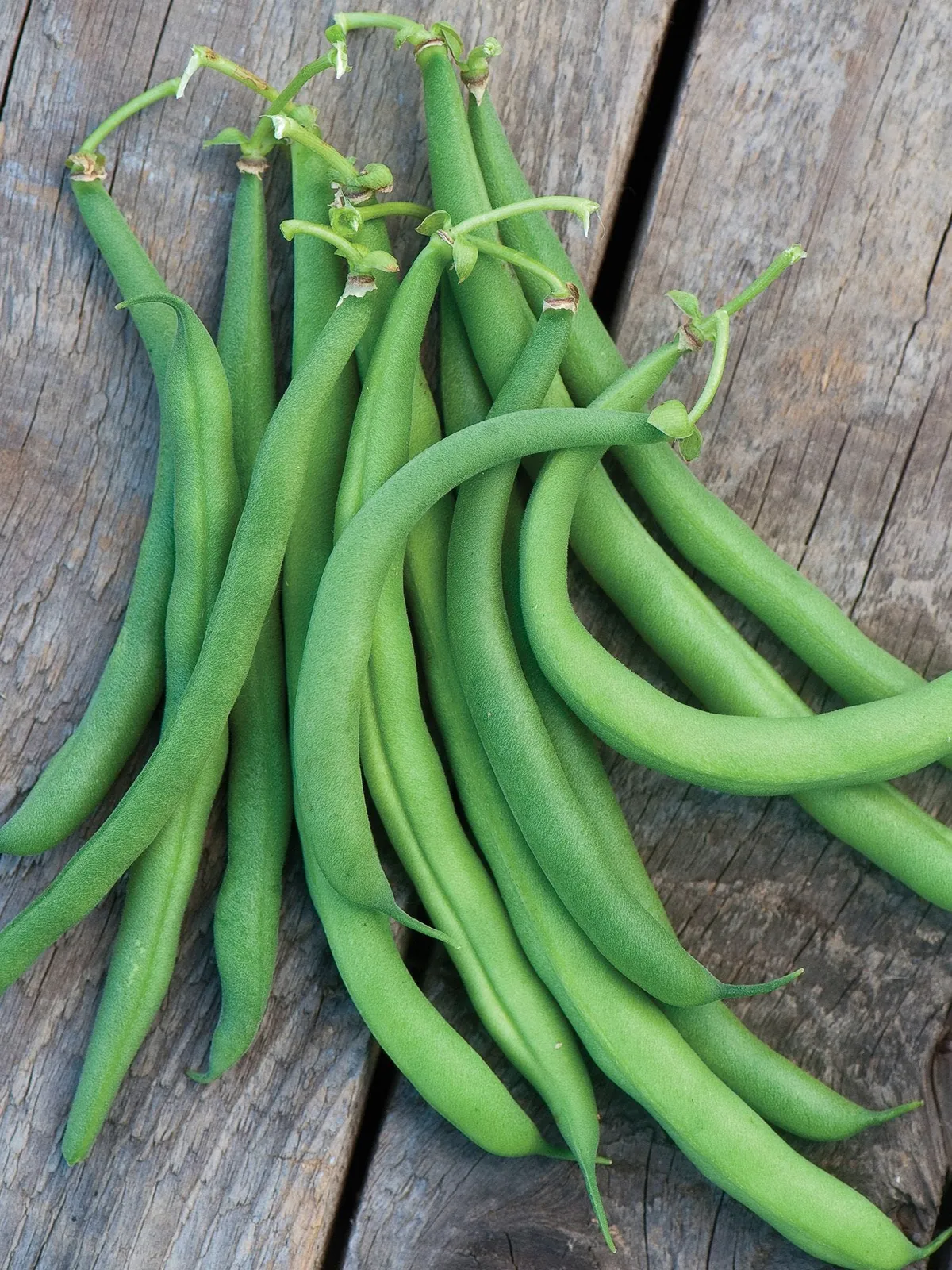 Pole, White Half Runner Beans