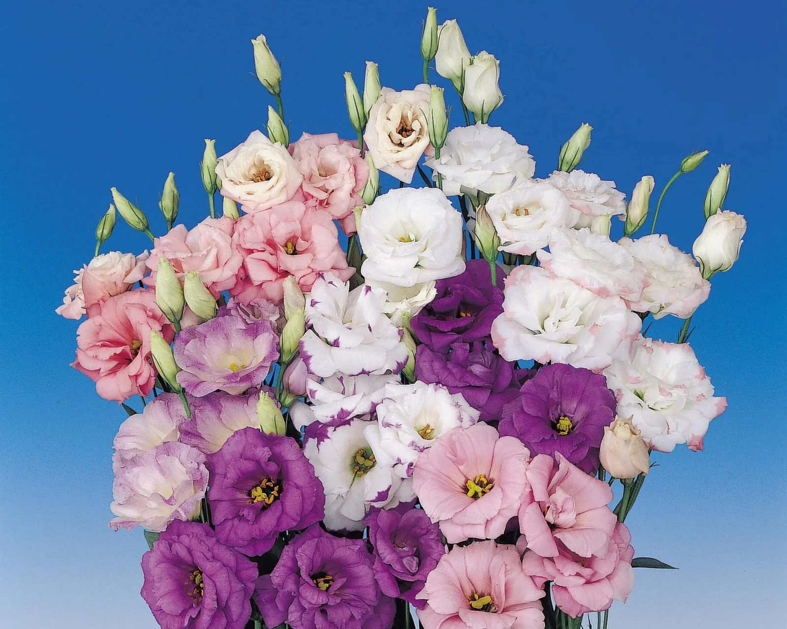 Echo Double Hybrid Mix Lisianthus